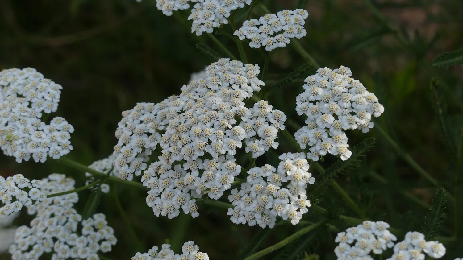 Alpine Yarrow