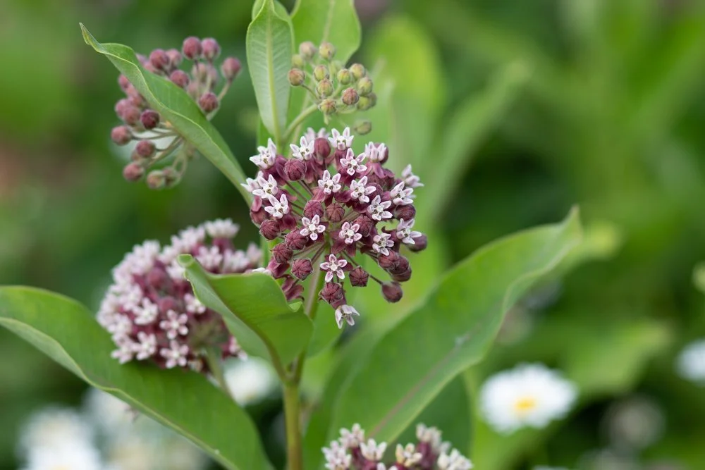 Common Milkweed