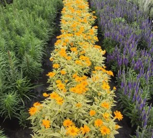 Design & Installation