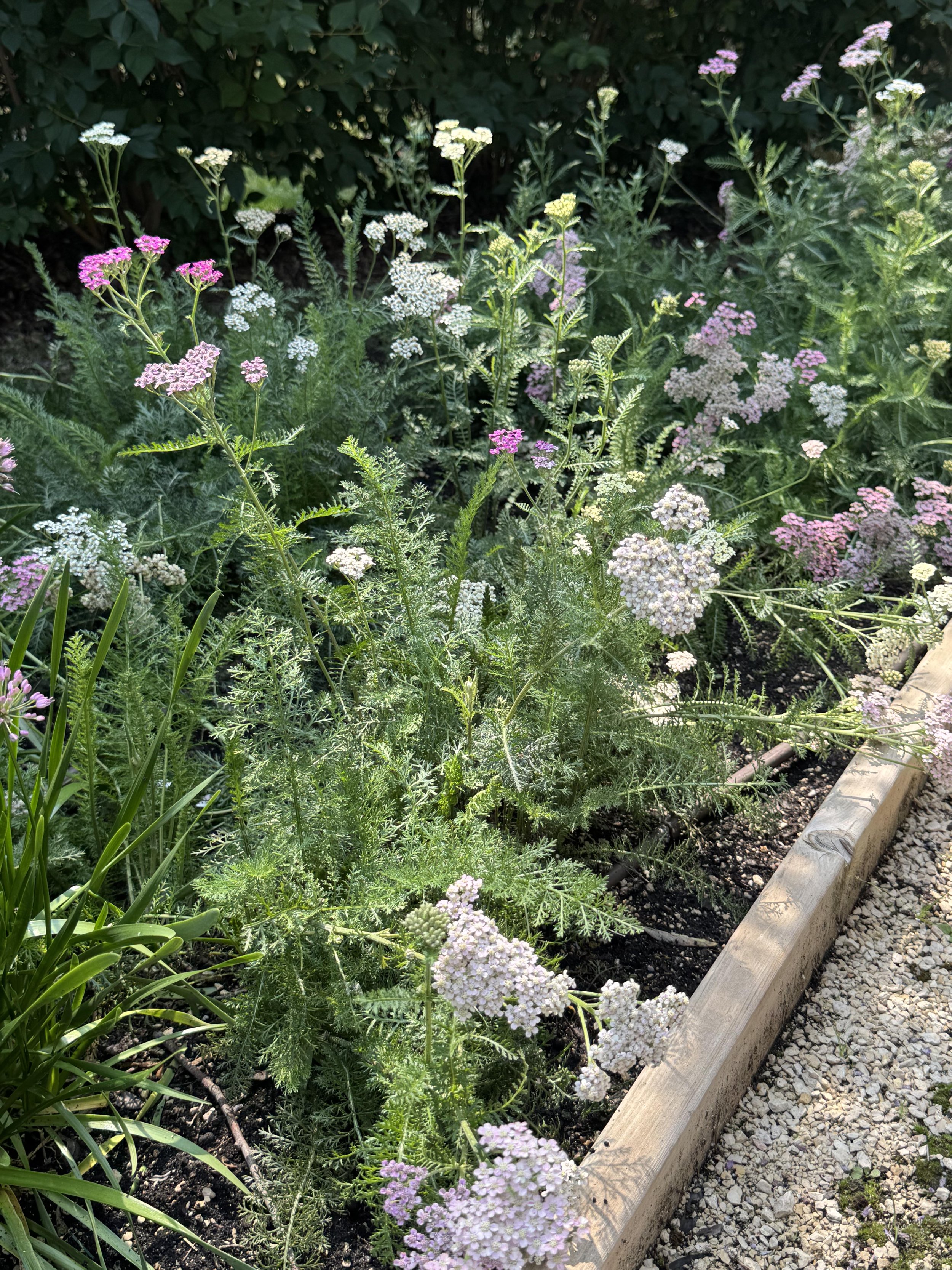 Yarrow_Summer_Pastels.jpg