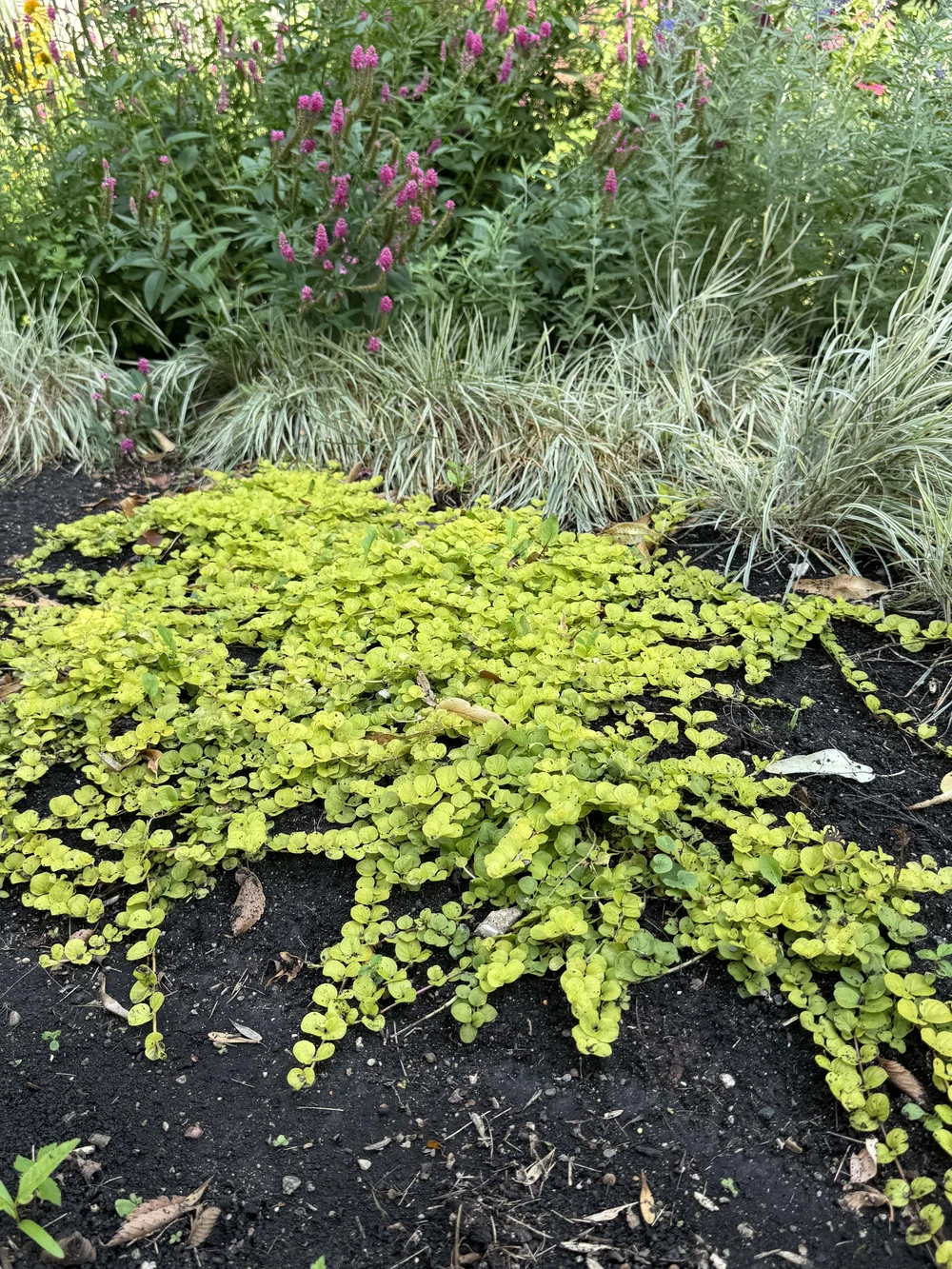 Creeping Jenny  Love Every Leaf Landscape Design