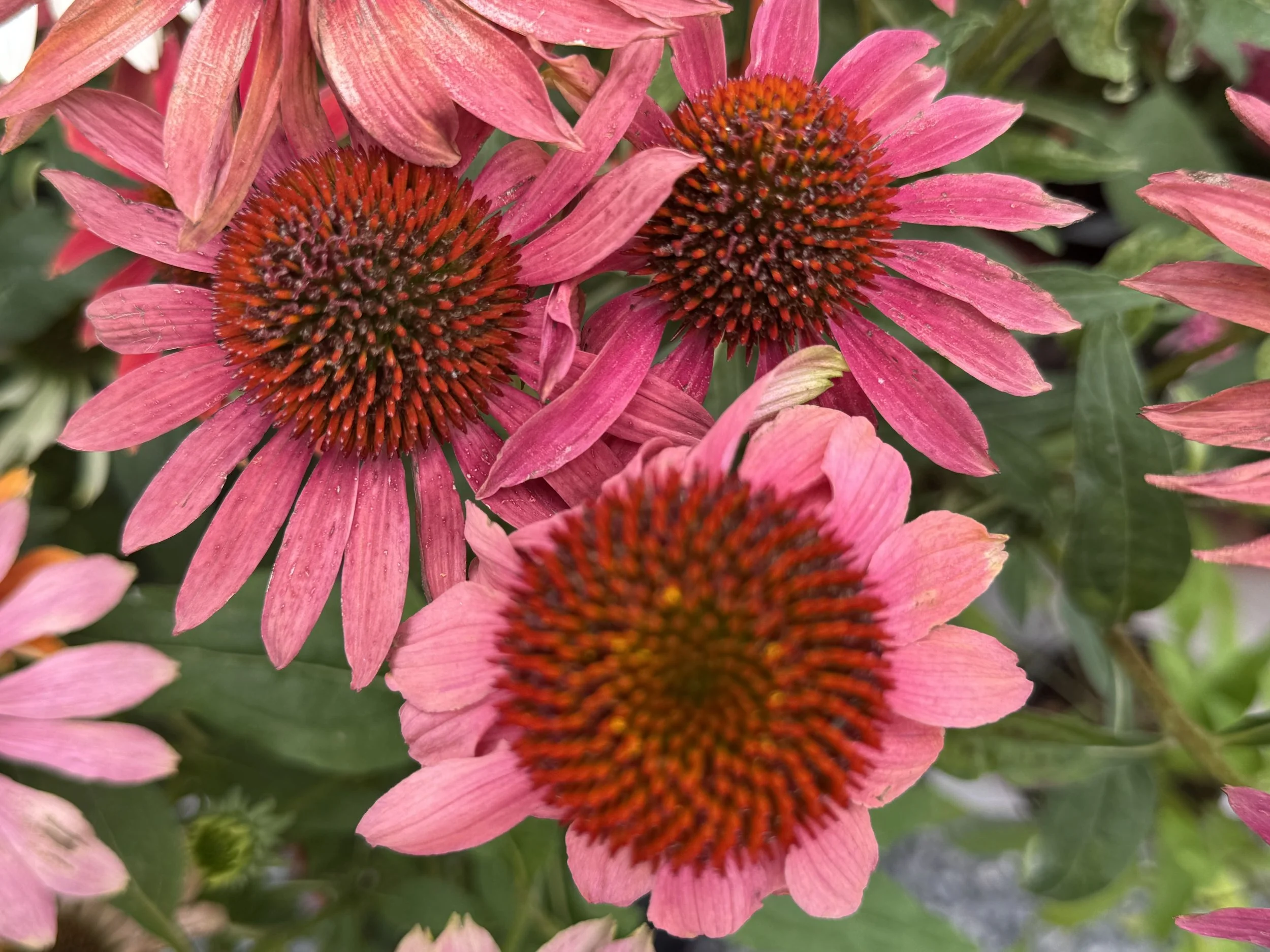 Coneflower Cheyenne Spirit