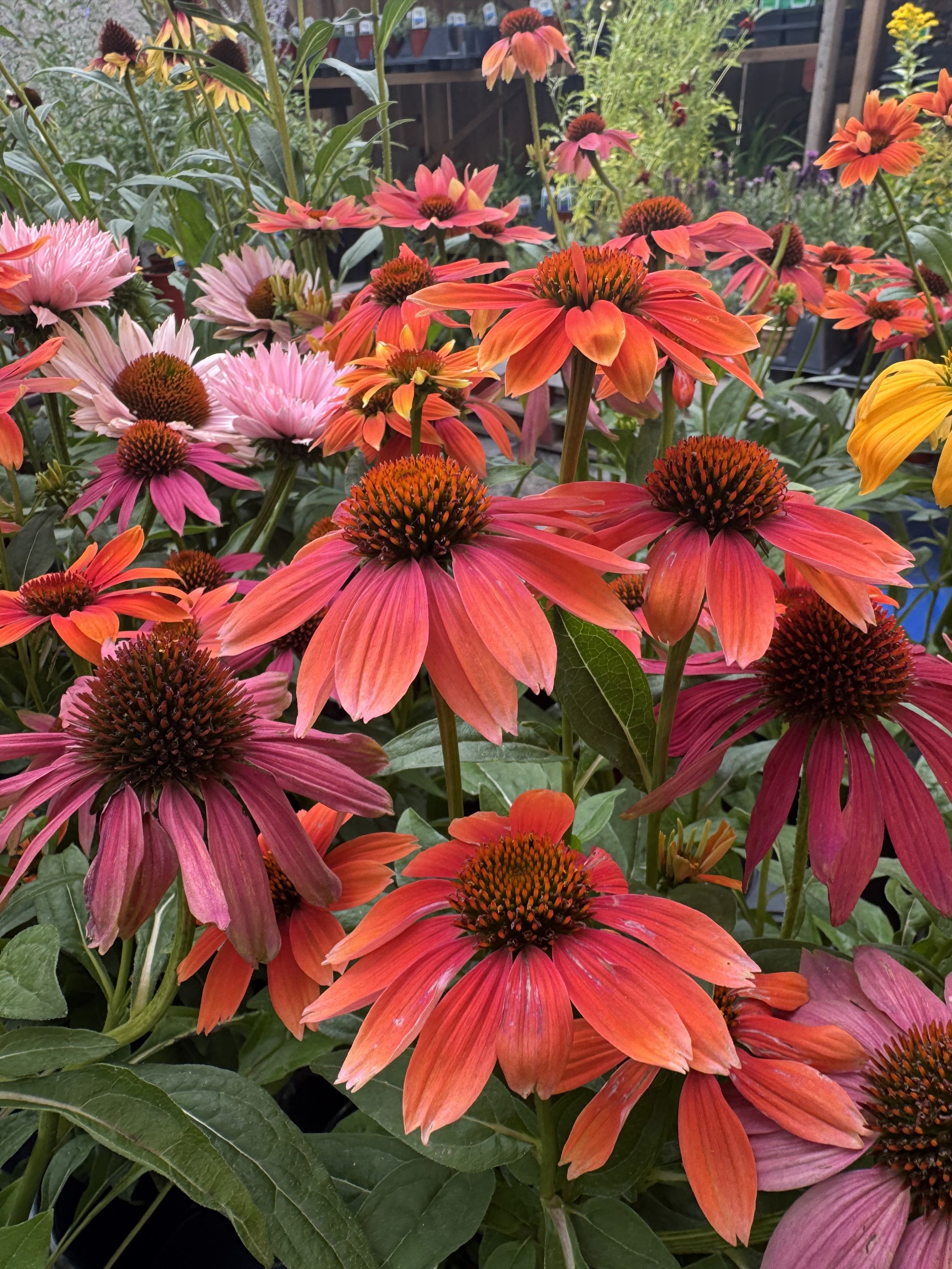 Coneflower Sombrero Tres Amigos