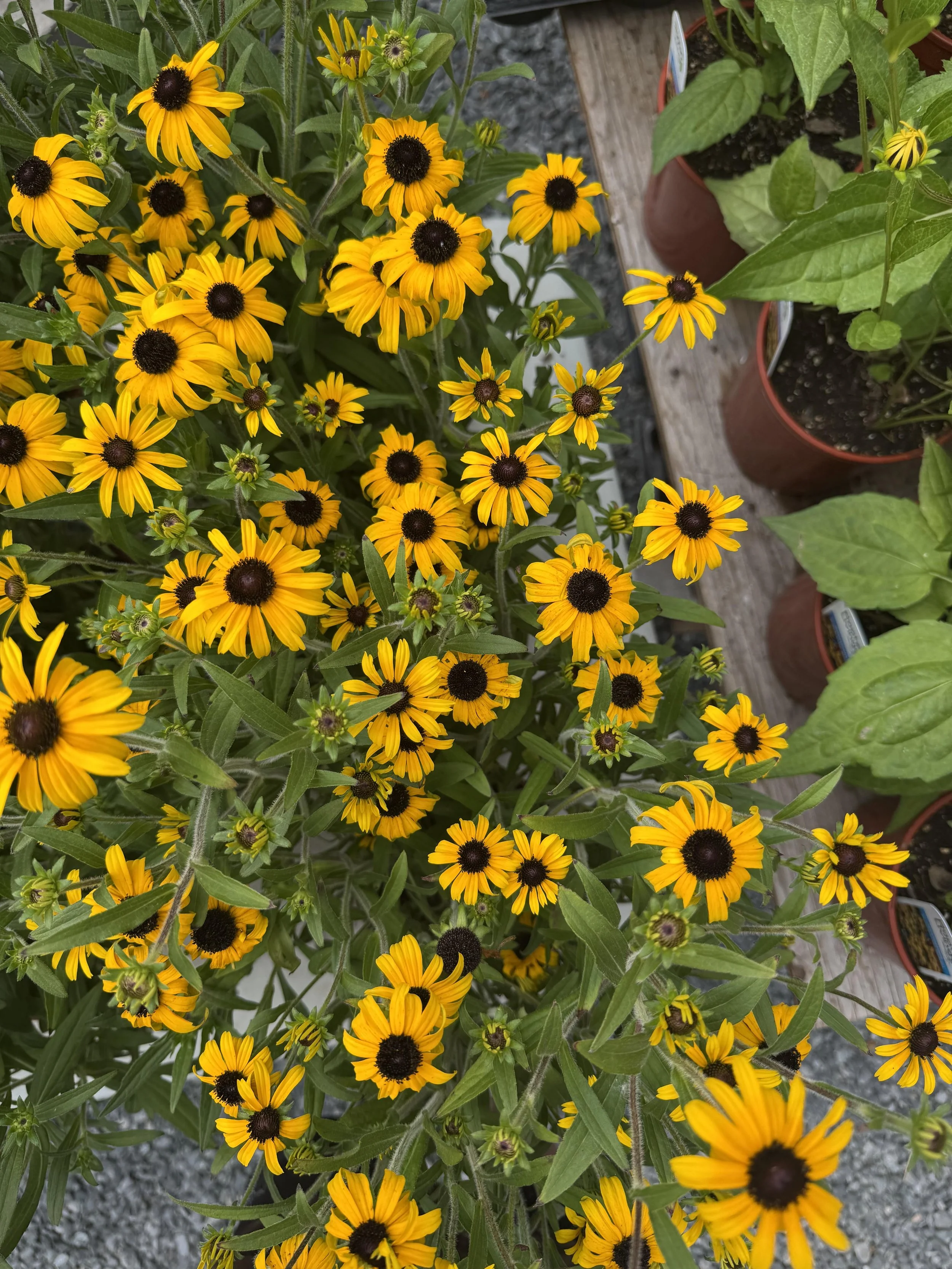 Black-eyed Susan (American Gold Rush)