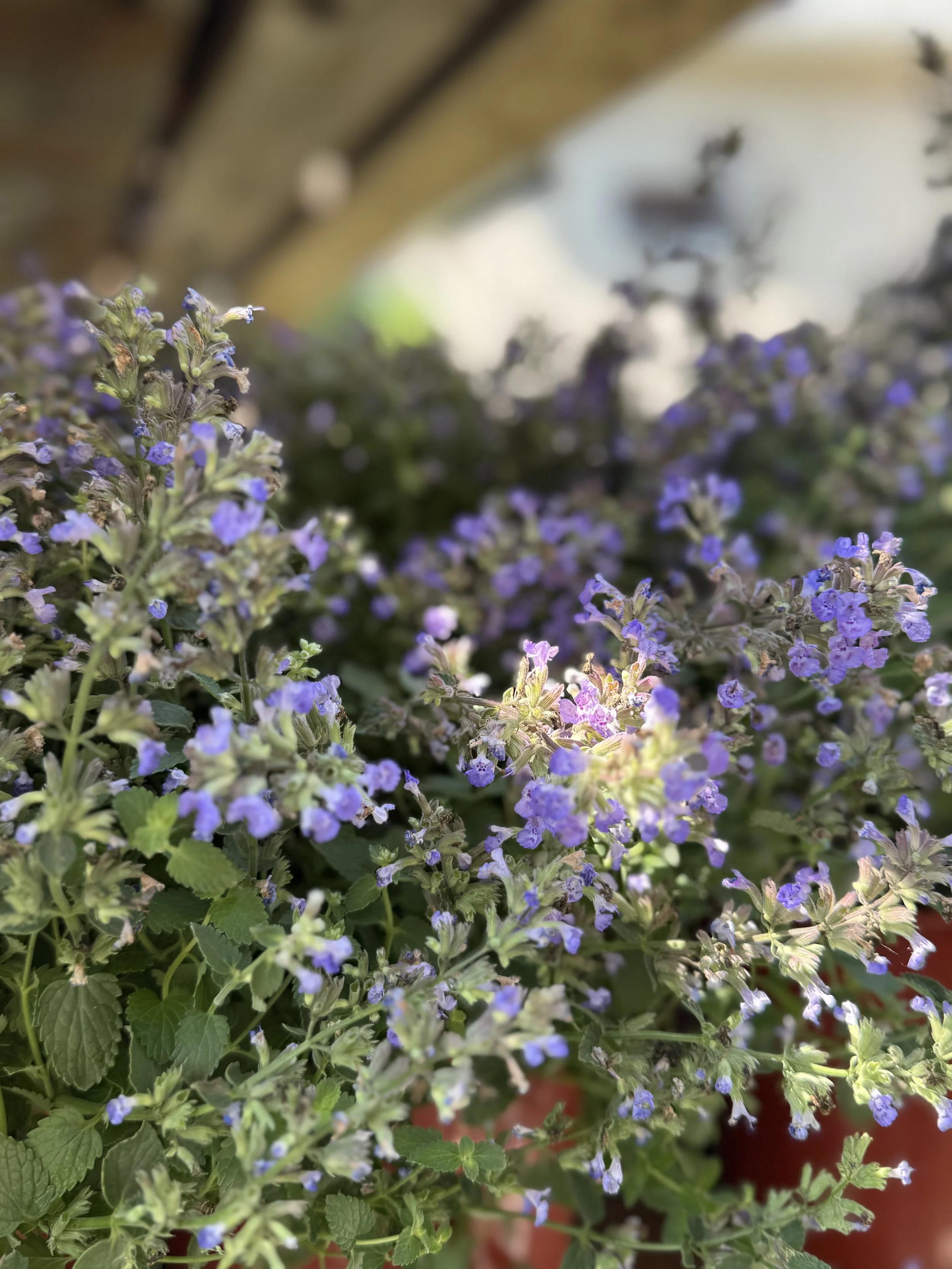 Catmint (Purrsian Blue )