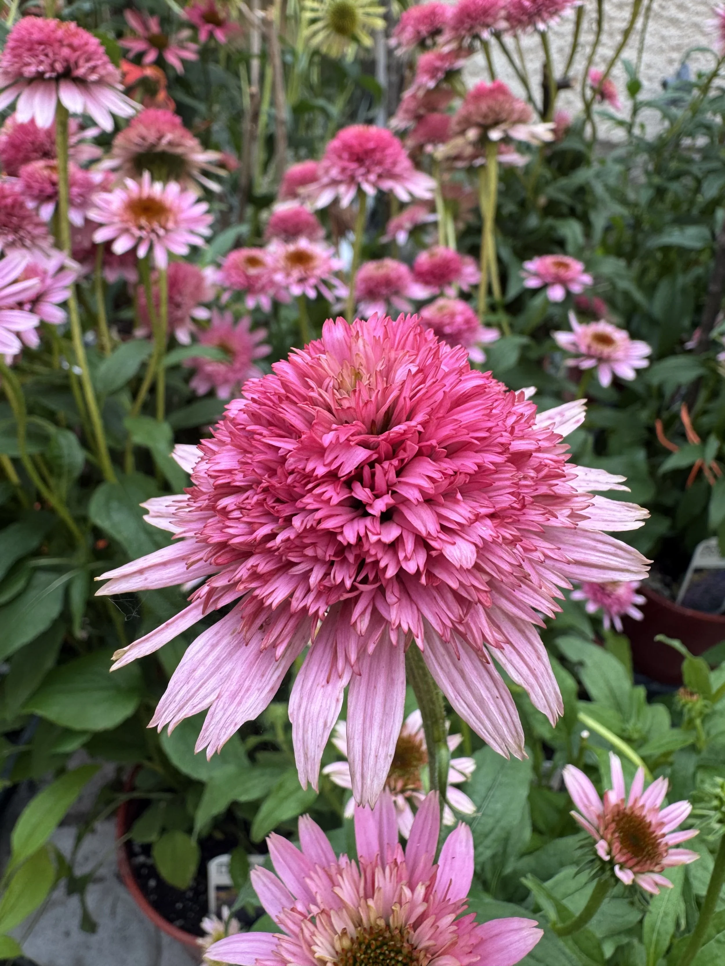 Coneflower (Butterfly Kisses)