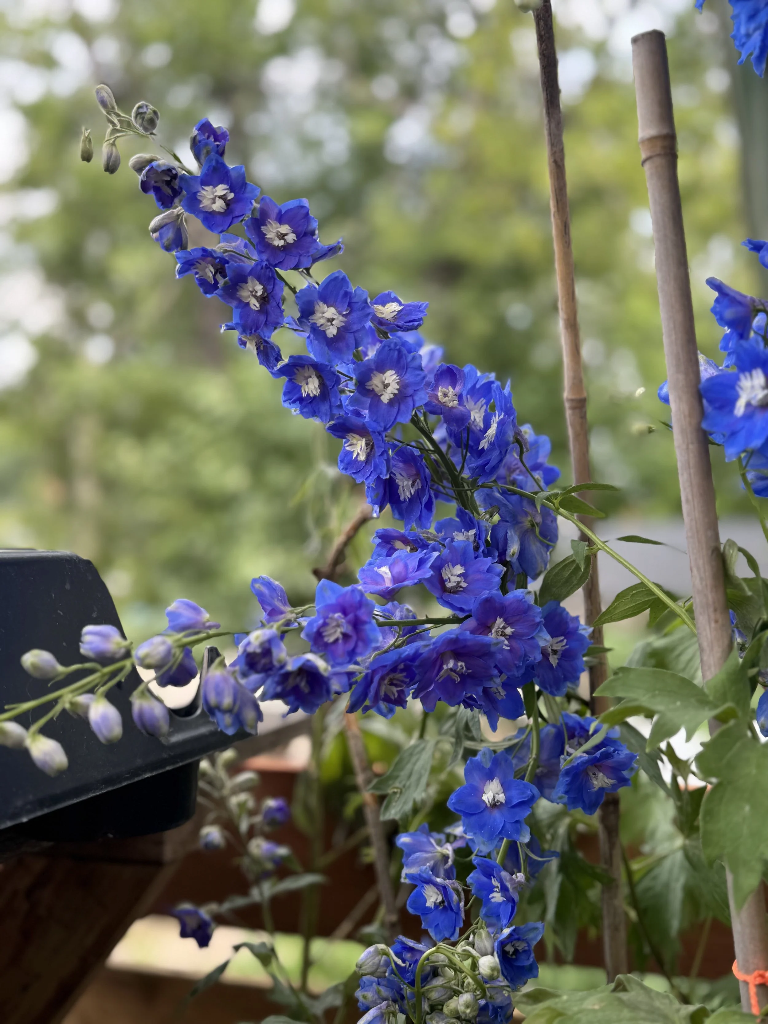 Delphinium (Cobalt Dreams)