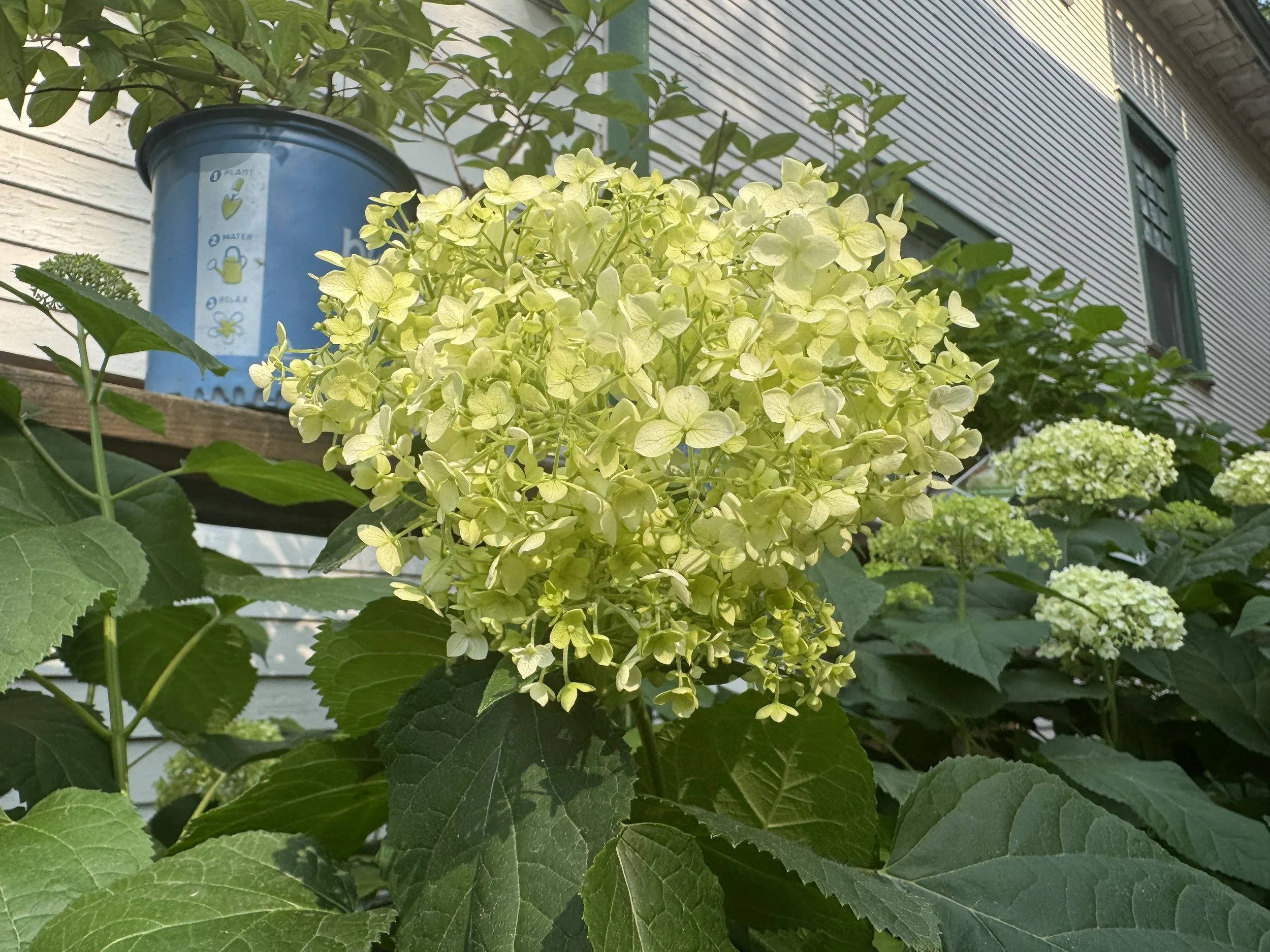 Hydrangea (Annabelle)