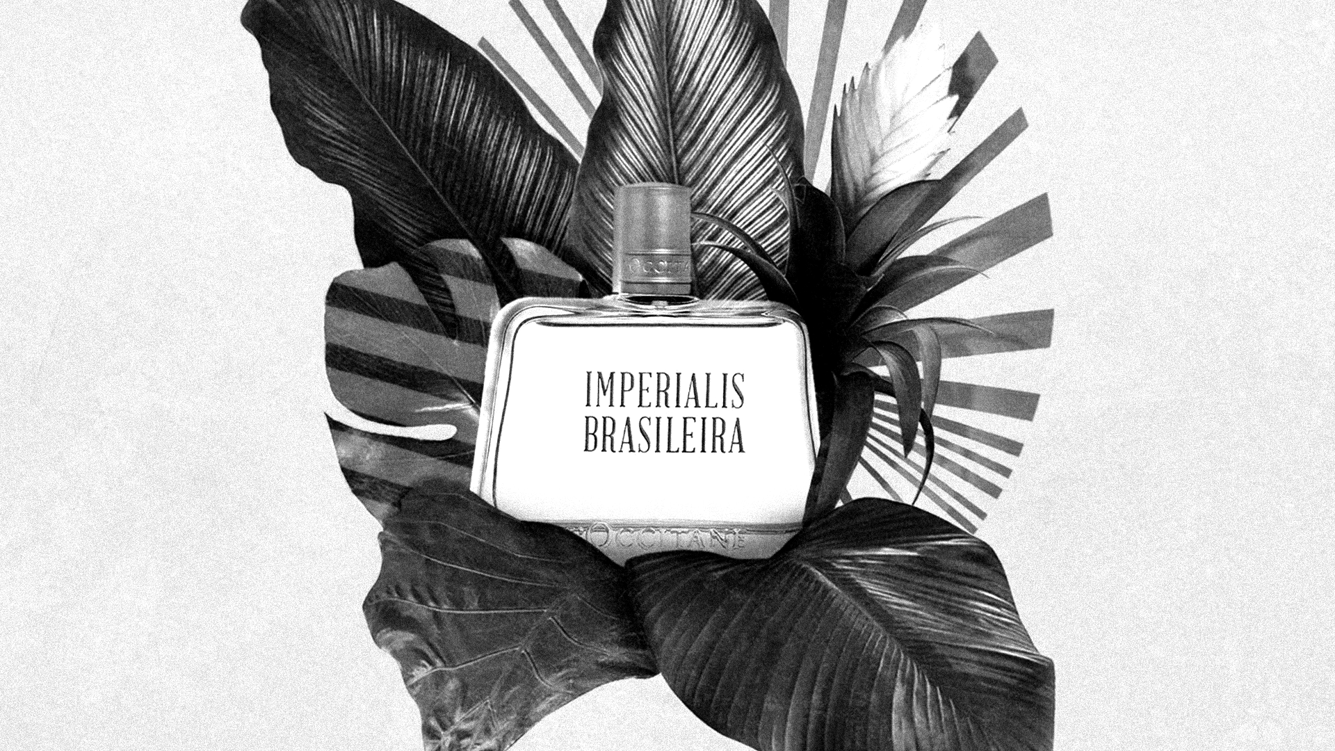 brazility in all senses