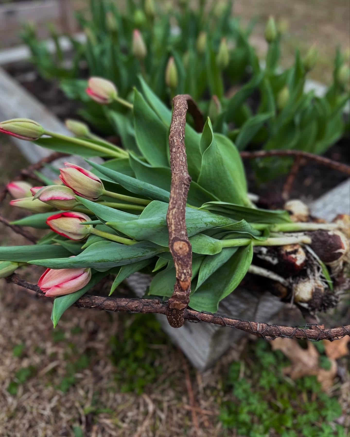 Harvesting Tulips before the cold weather comes.  I&rsquo;ll be bringing these to @saltandhoneylufkin on Thursday 🌷