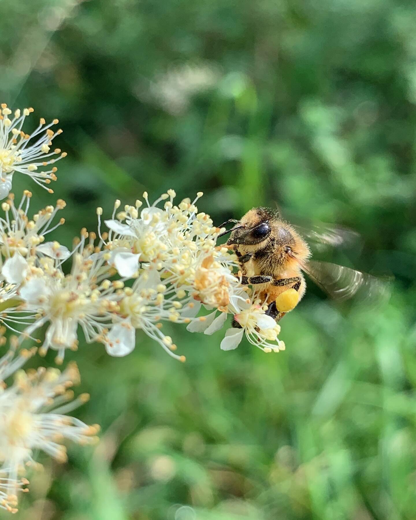 🌿 Embracing the Intertwined Dance of Spring 🐝

As spring unfolds its vibrant beauty in some bioregions of the world, we&rsquo;re reminded of the intricate connections that bind us to the more-than-human world. In the gentle hum of the bee and the d