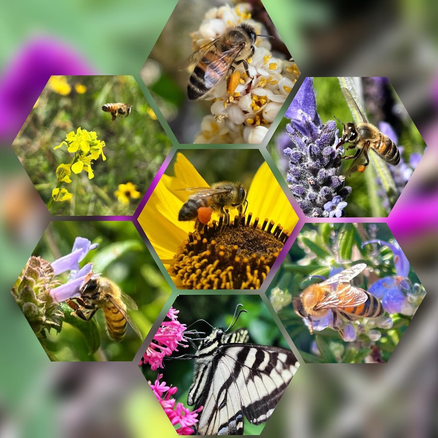 Flowers and Bees (and Butterflies, too), being in beautiful relationships together here in the Northern Hemisphere, in the Southern California Coastal Bioregion. These are some of the most wonderful sights to behold, seeing our fellow multispecies be