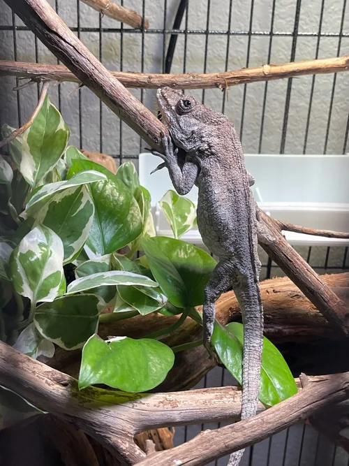 Cuban False Chameleon: Care Guide — Beavers Creatures