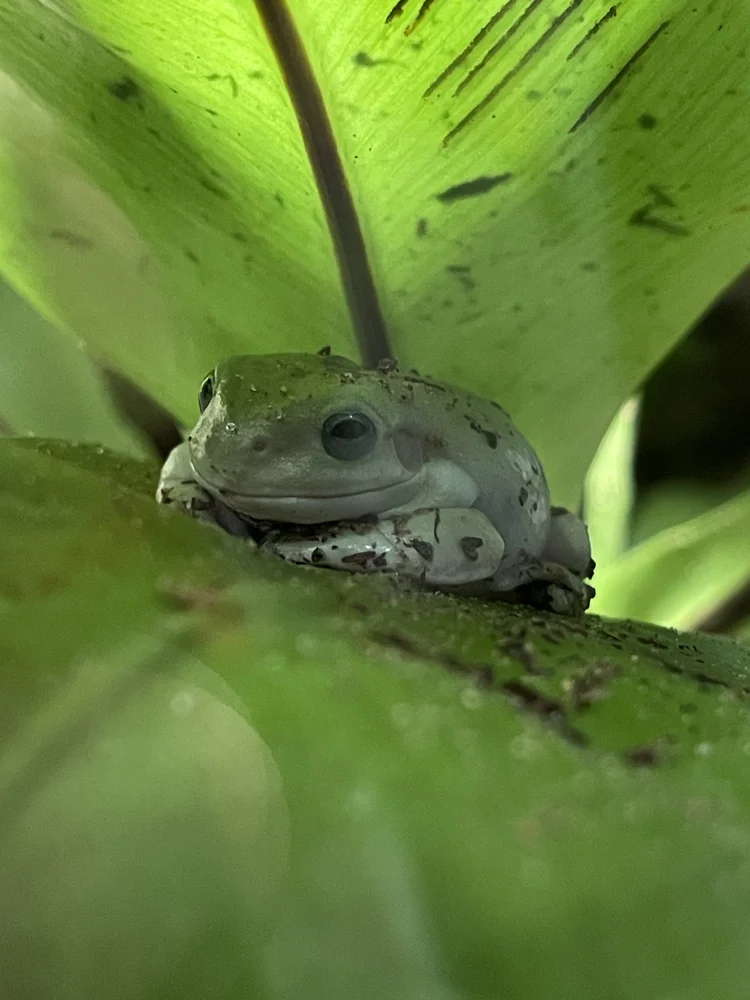 The Ultimate Care Guide for White's Tree Frogs — Beavers Creatures