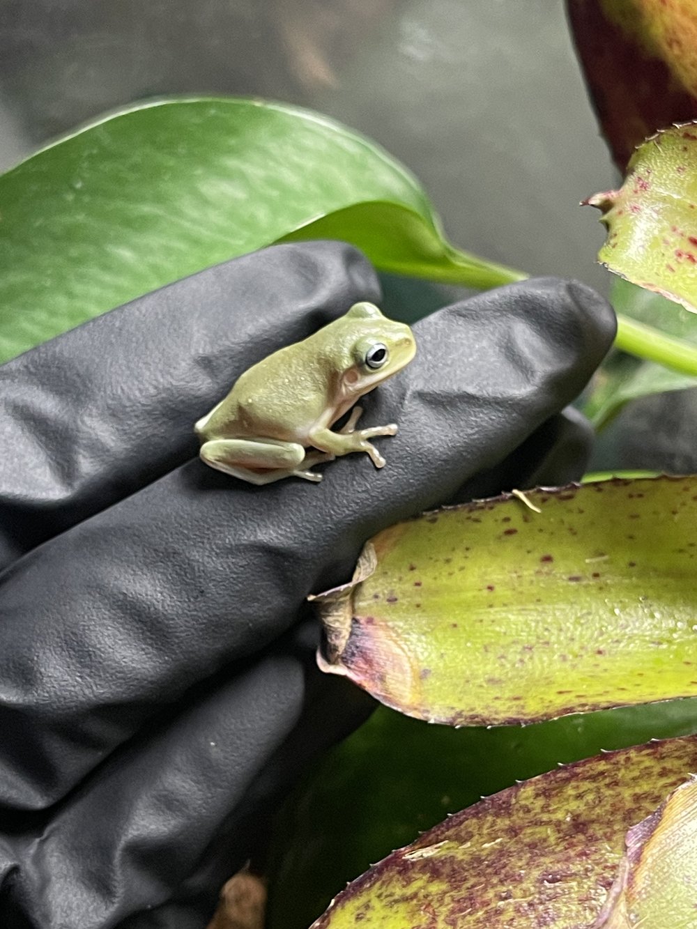 The Ultimate Care Guide for White's Tree Frogs — Beavers Creatures