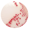 COLOREX Products | COLOREX™: Microbiology in Color