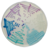 COLOREX Products | COLOREX™: Microbiology in Color