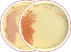 COLOREX Products | COLOREX™: Microbiology in Color