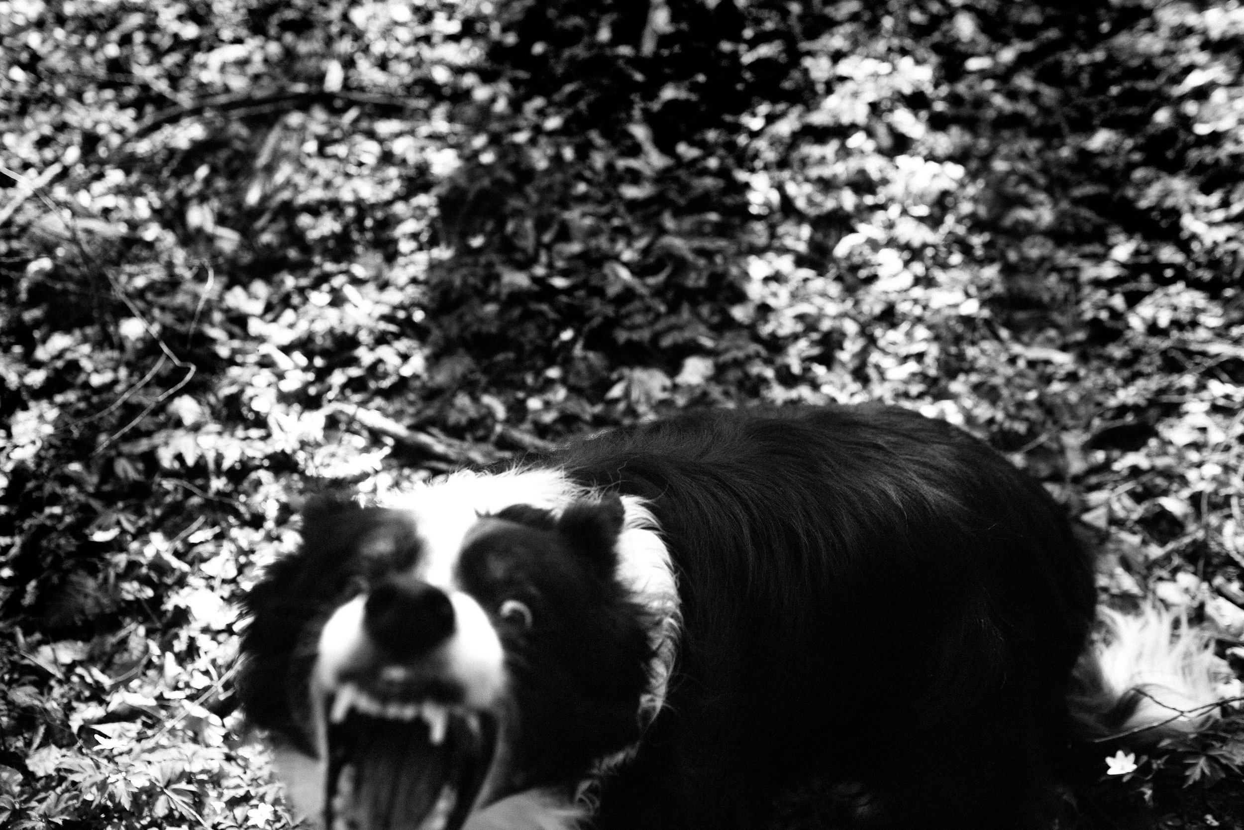 dog barking into camera