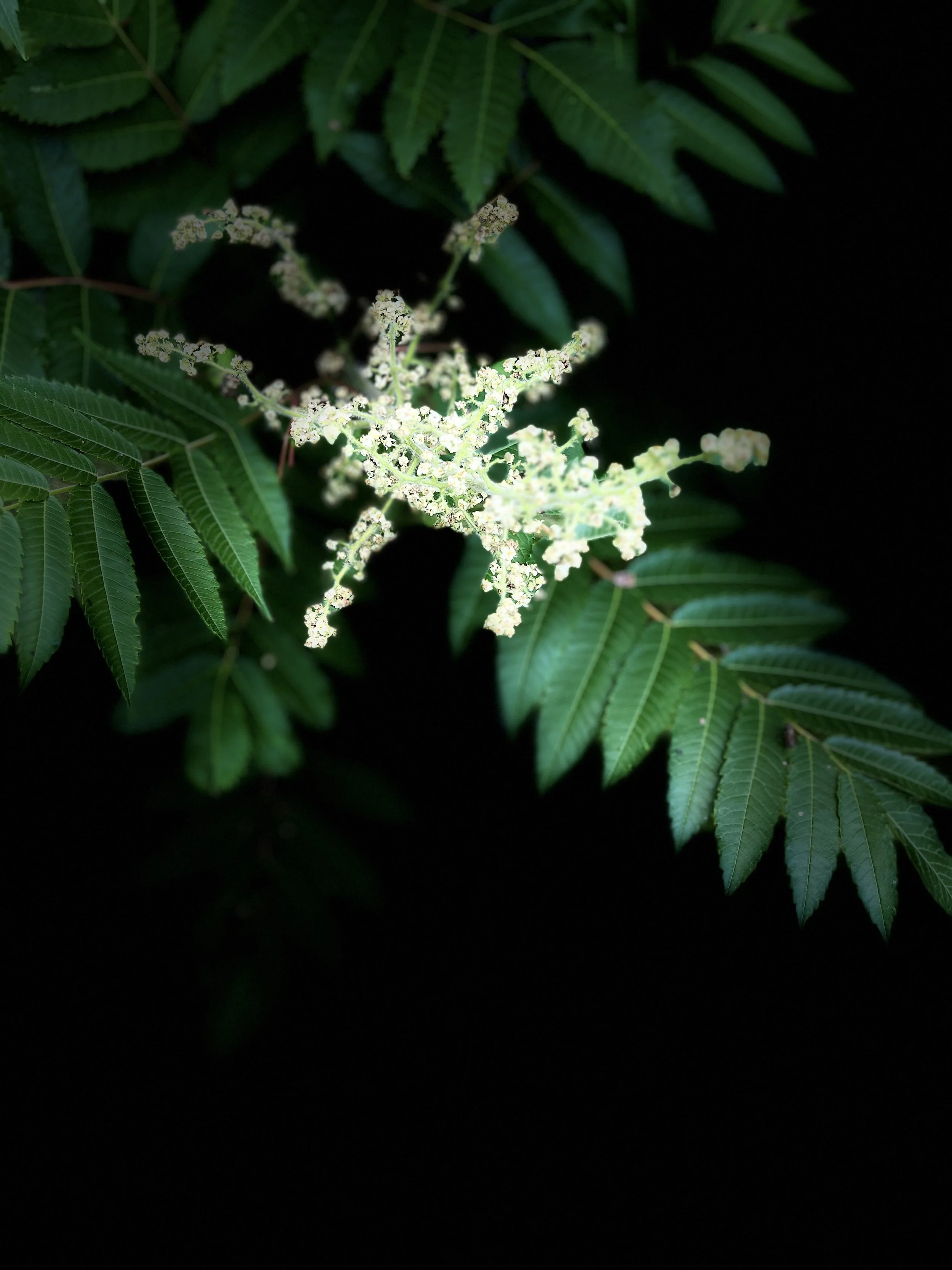 ‘Elegy For the Last Spring On Earth’ & Other Works