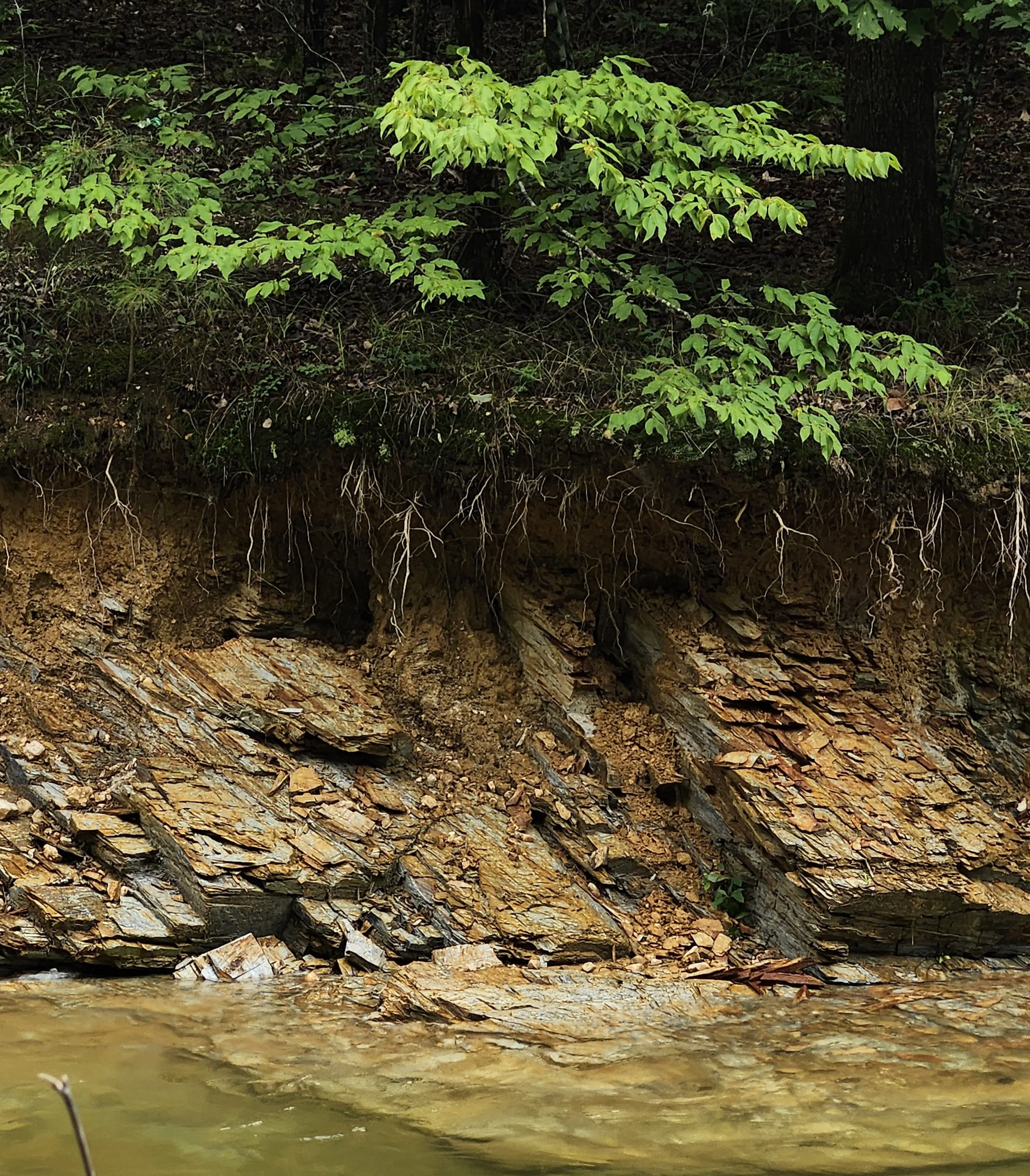‘A Boy and His Leaf’