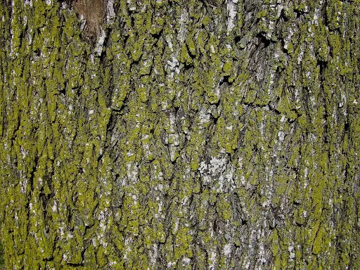 ‘A Stronger Craving’