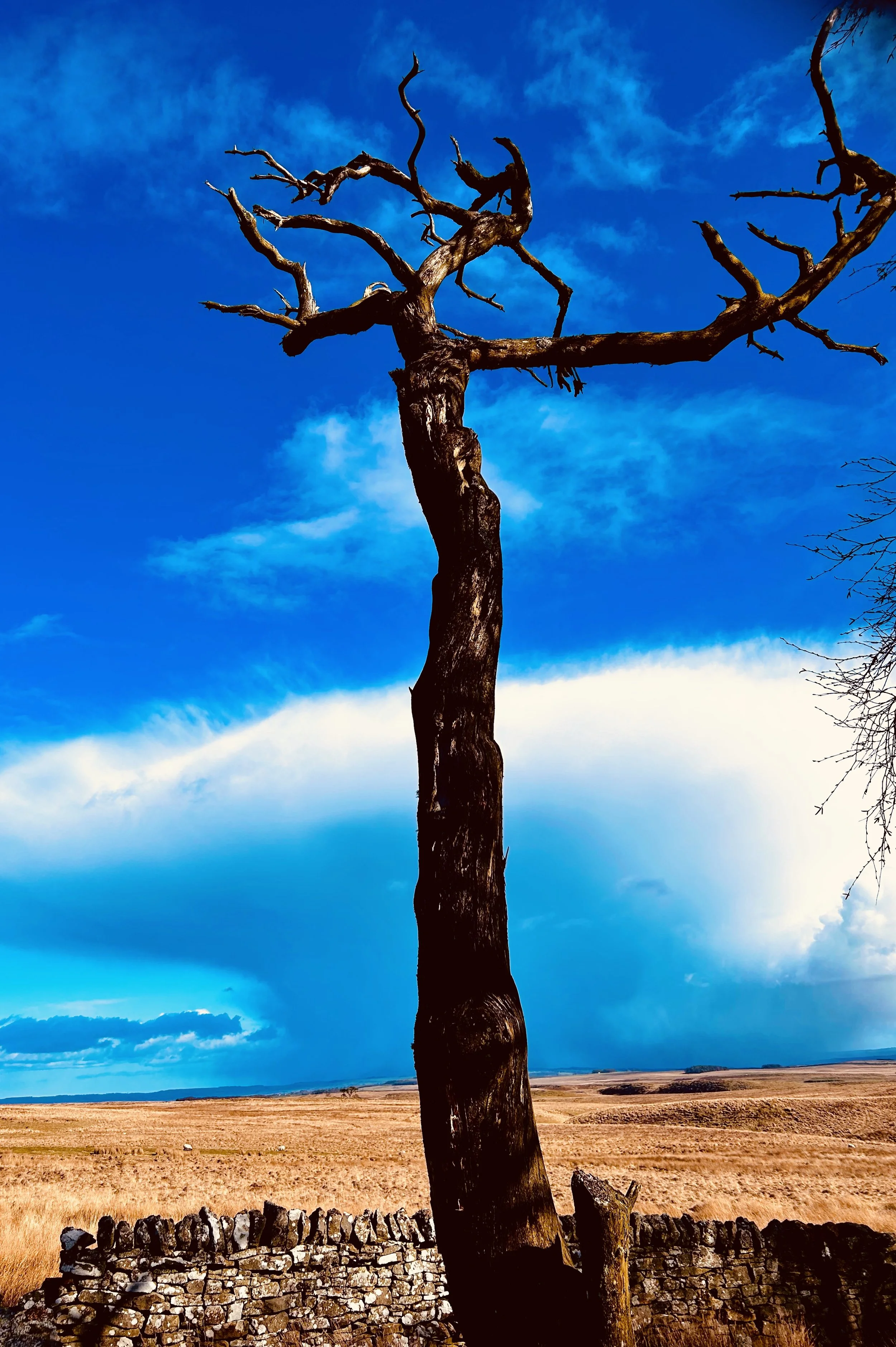 ‘White Linen Collars’