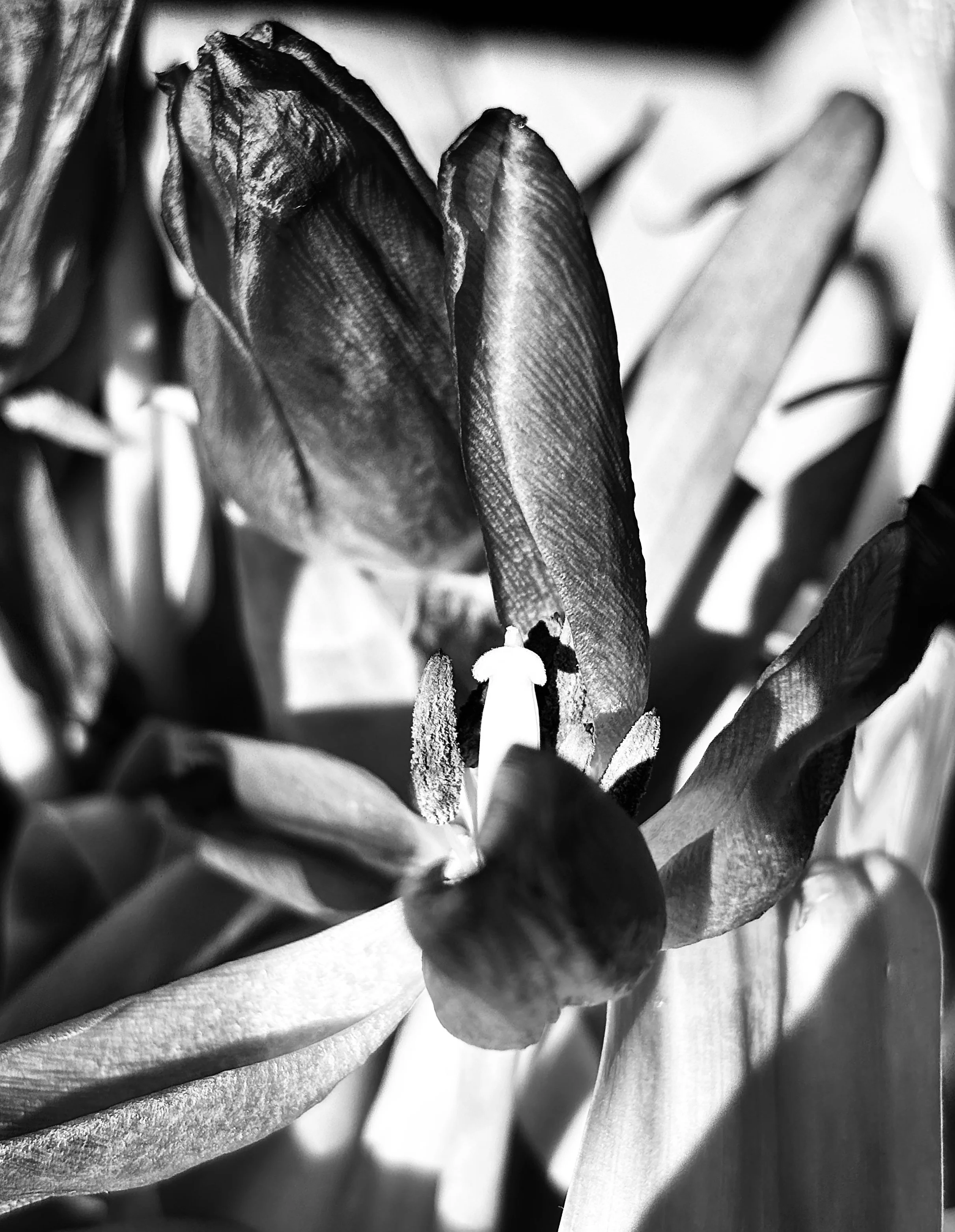‘Winsome Spirit’