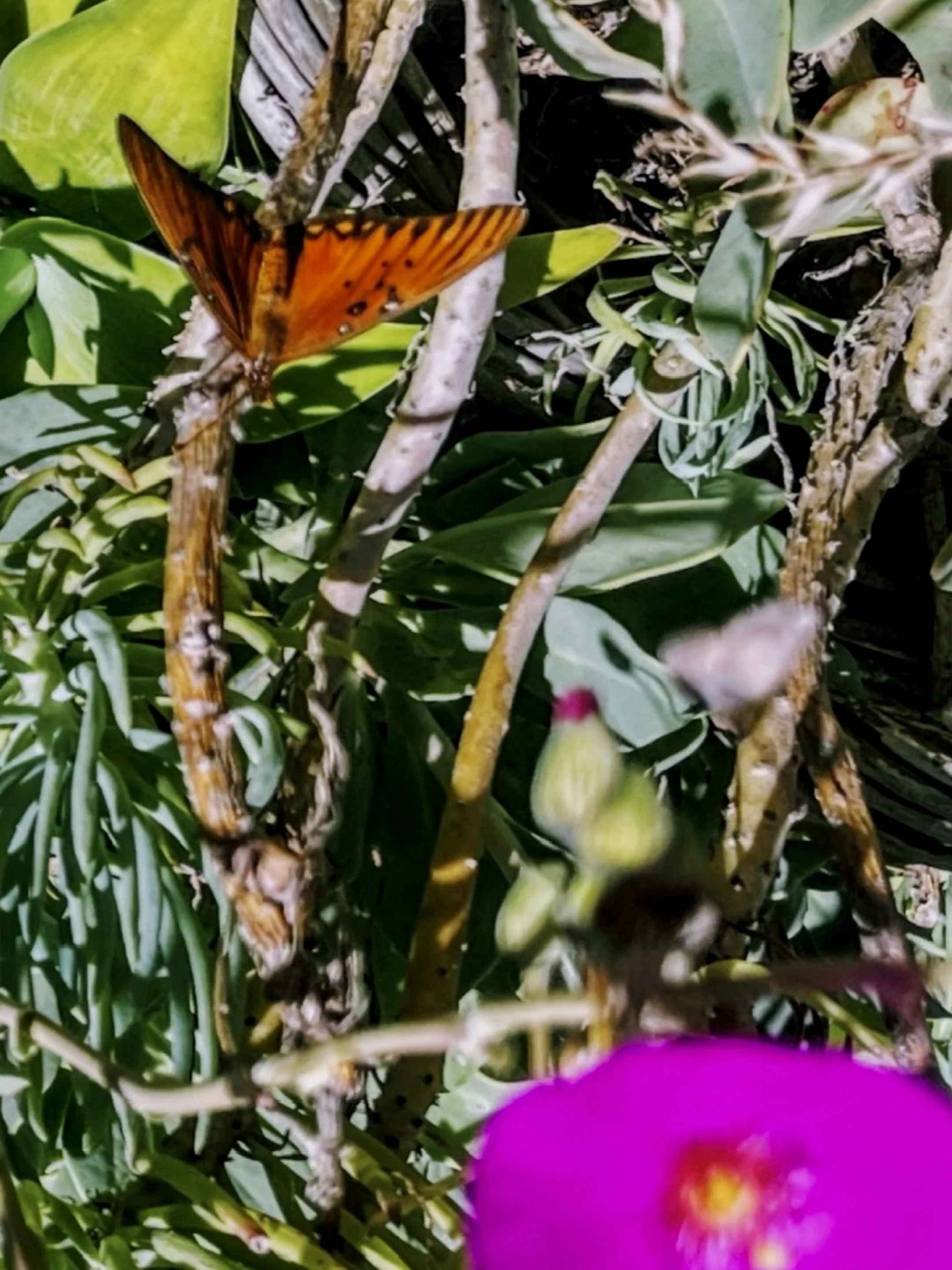 ‘Leperdoptera’