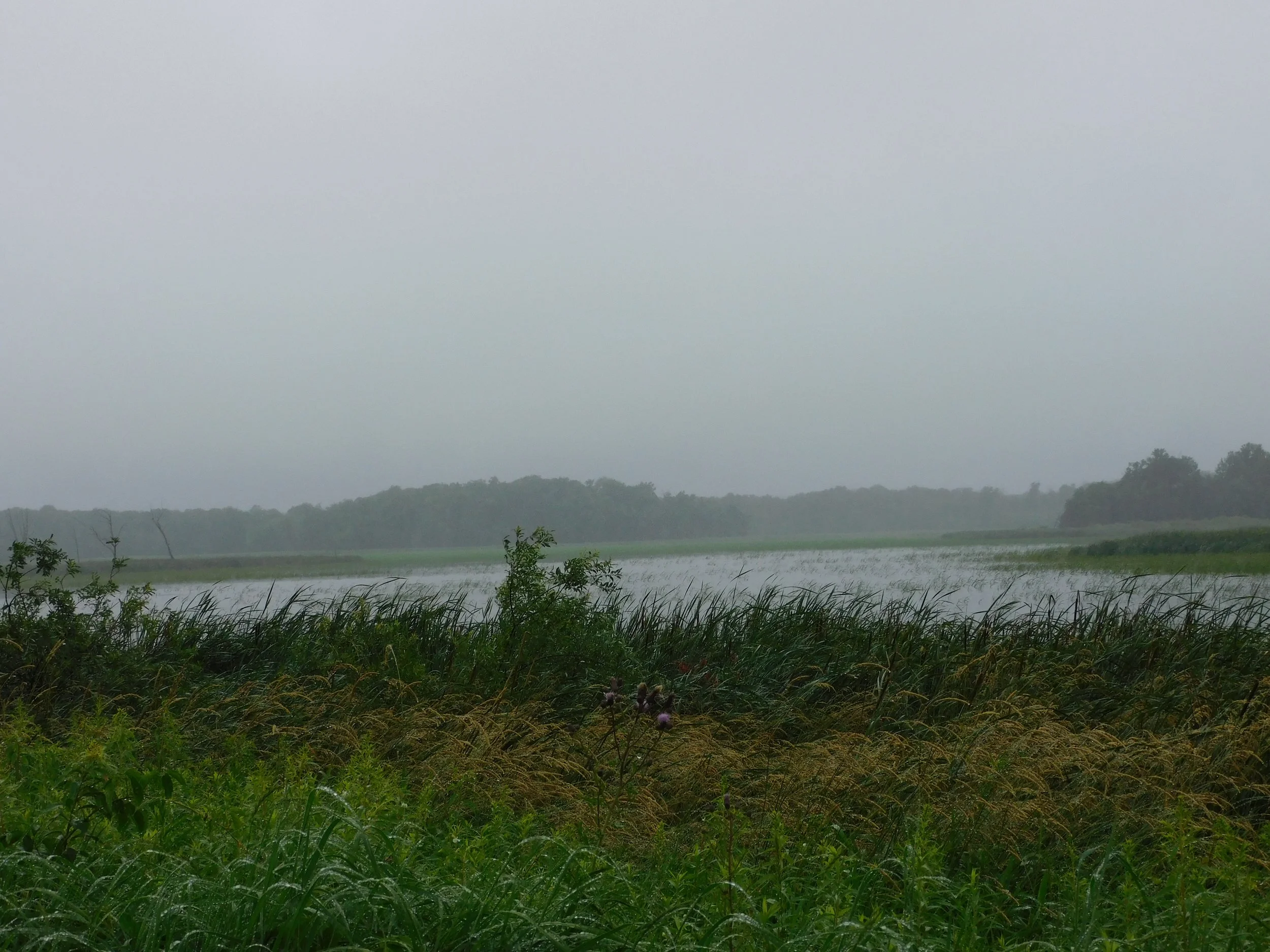 "Foggy" - Michael F. Bemis