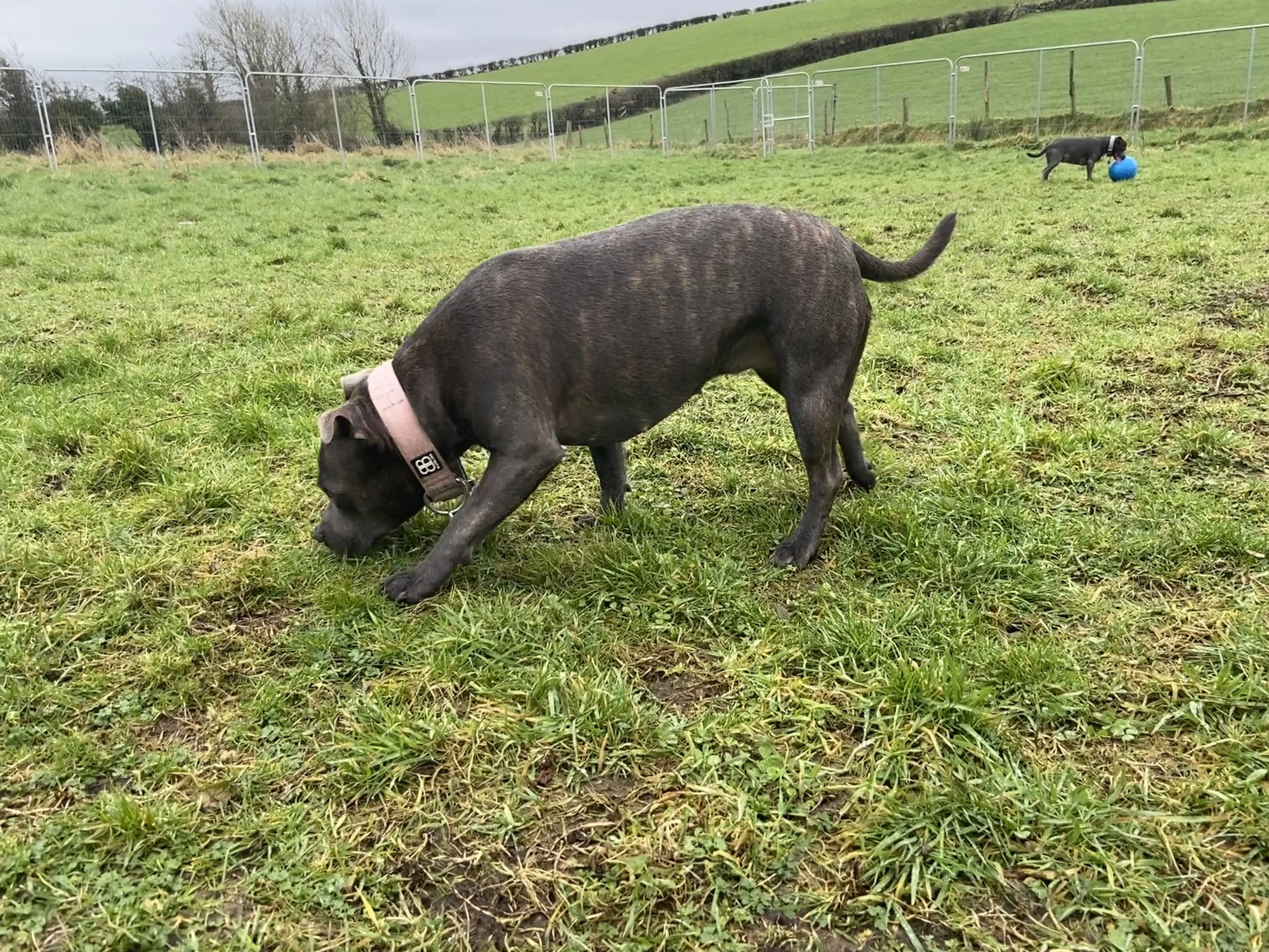 Hazel's Blue/Brindle coat 