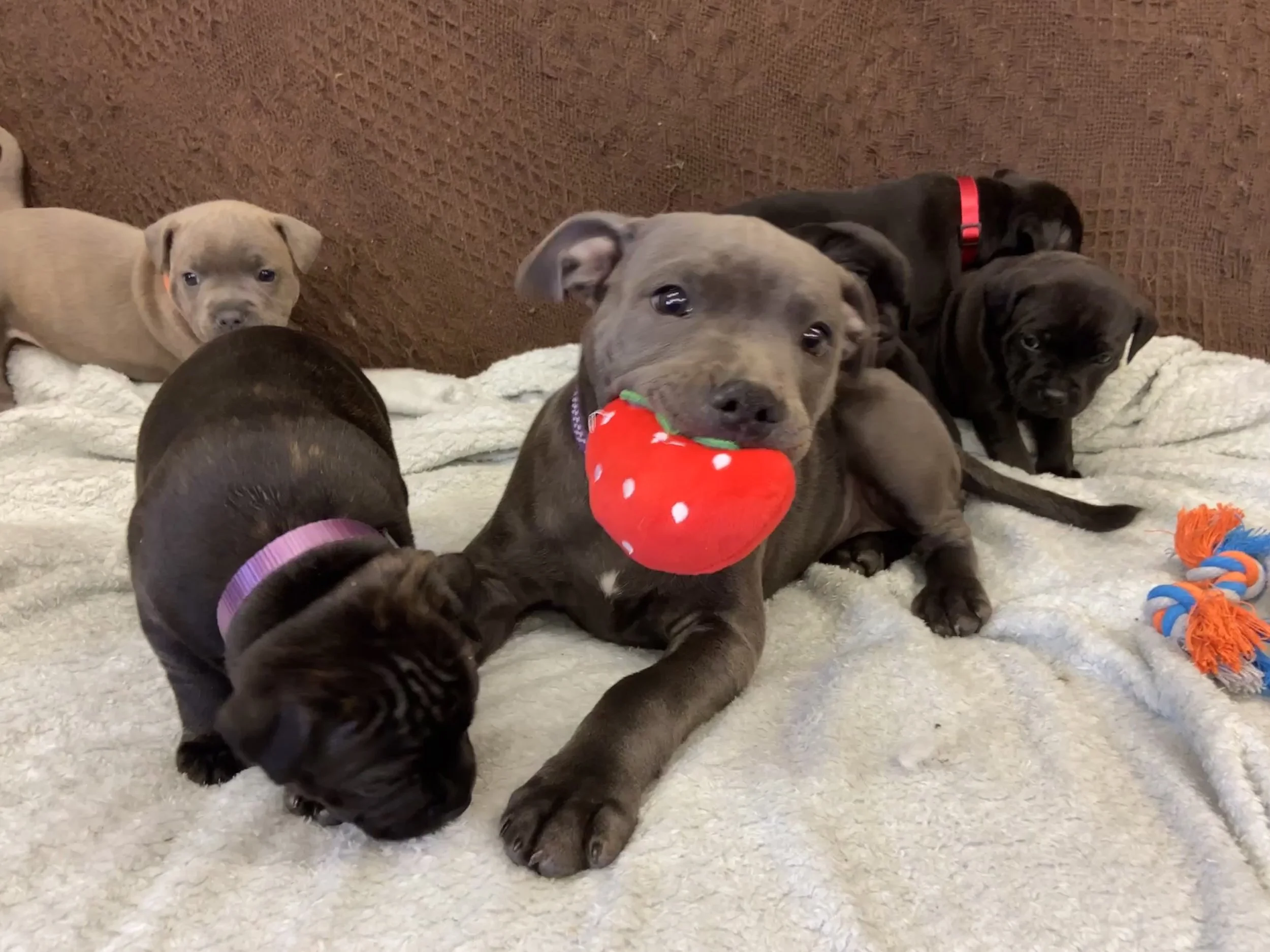 Ellie as a puppy, babysitting