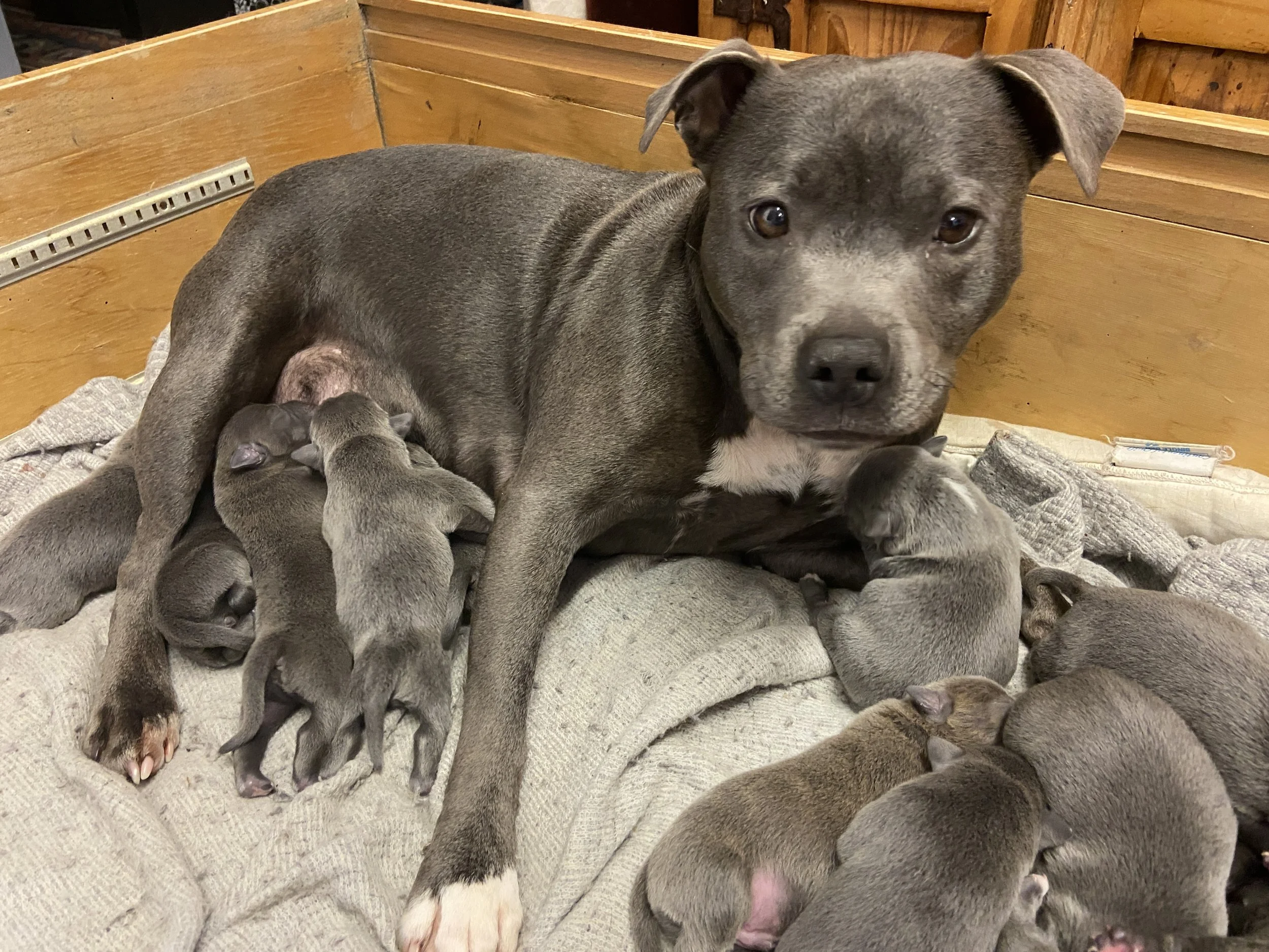 Holly proud staffy mum