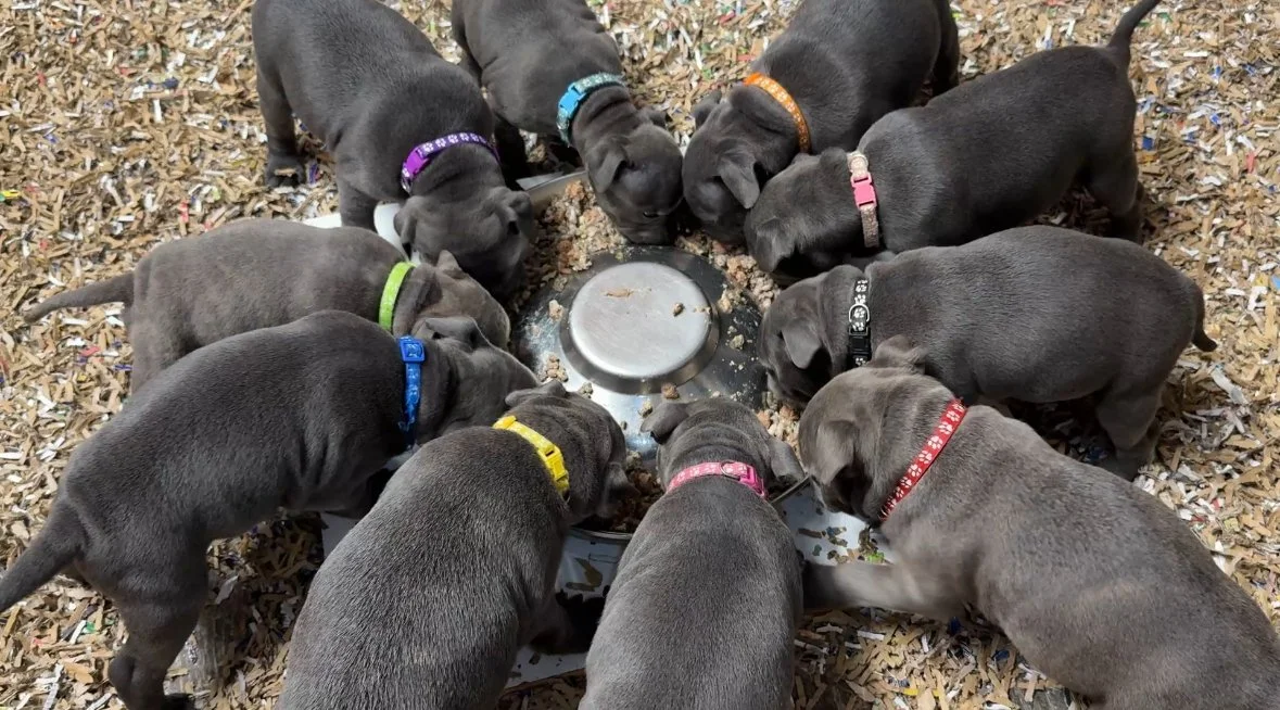 Ellie &amp; Chico’s litter doing great!