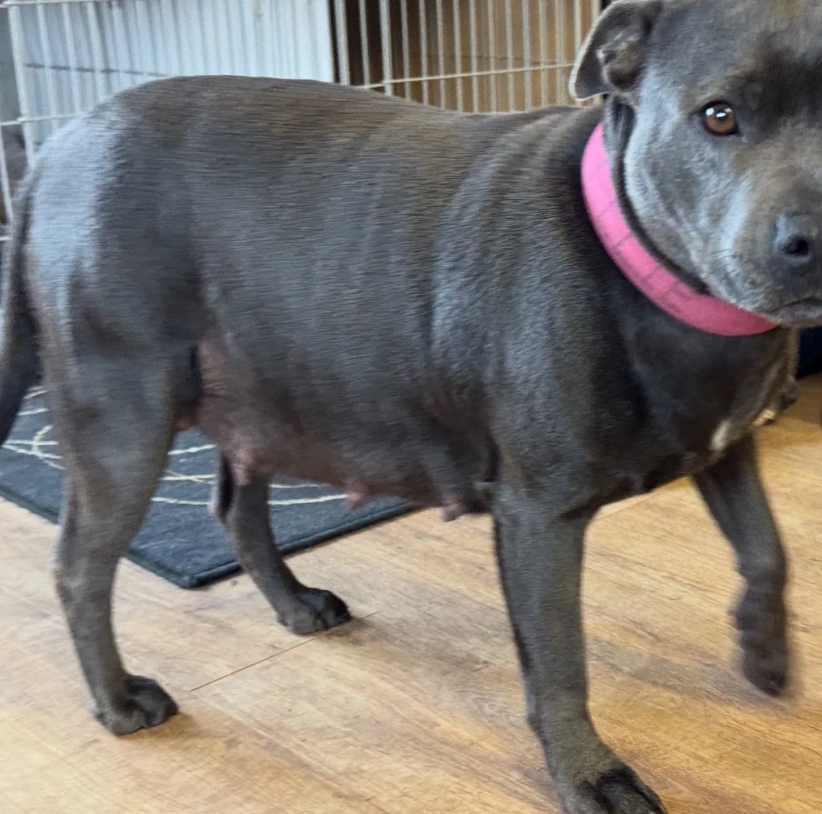 Ellie is well and truly pregnant