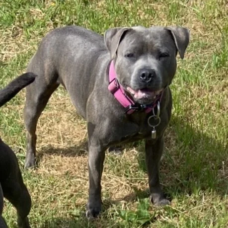 Willow ready to play