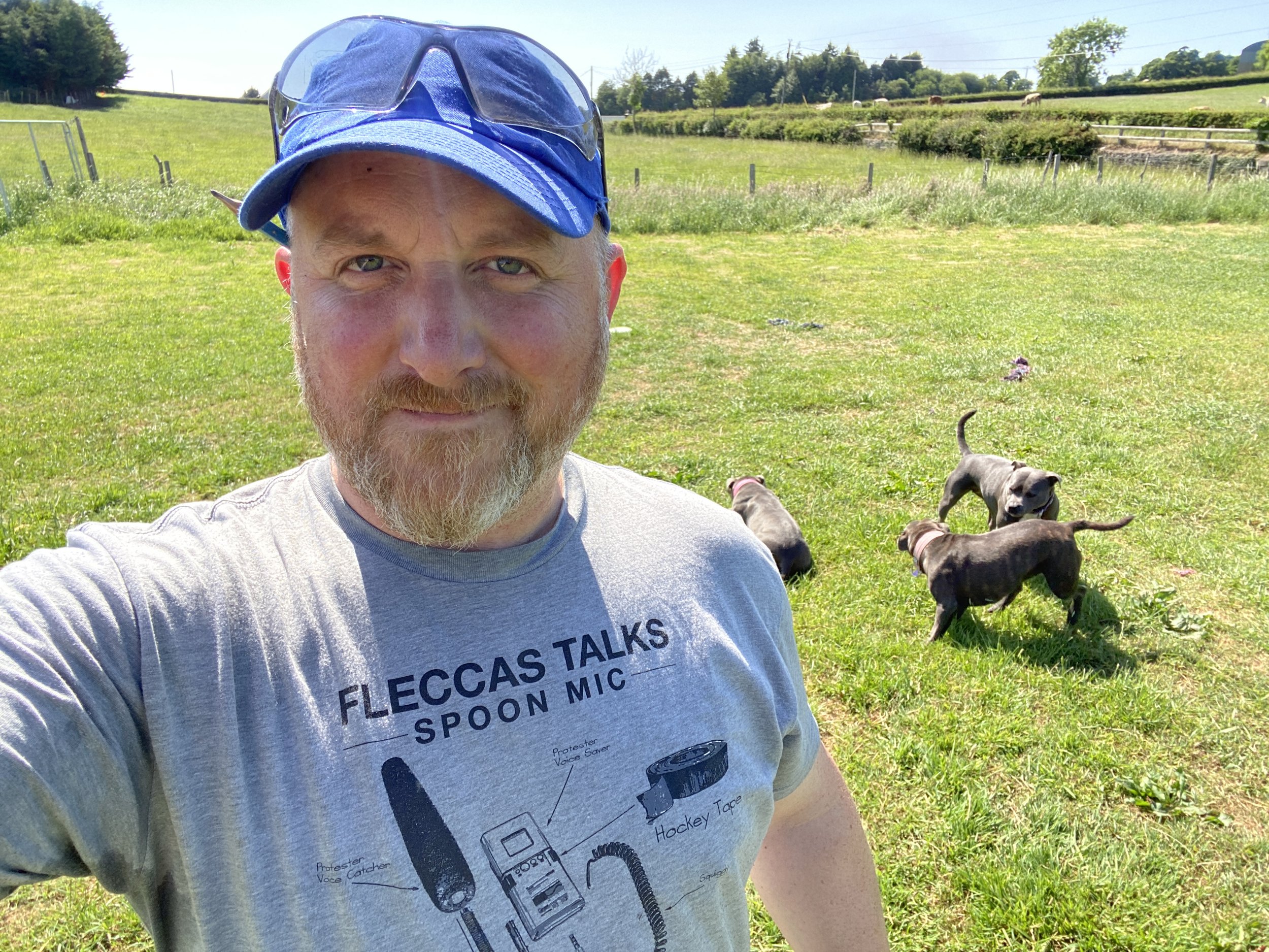 Alwyn playing with his staffies 