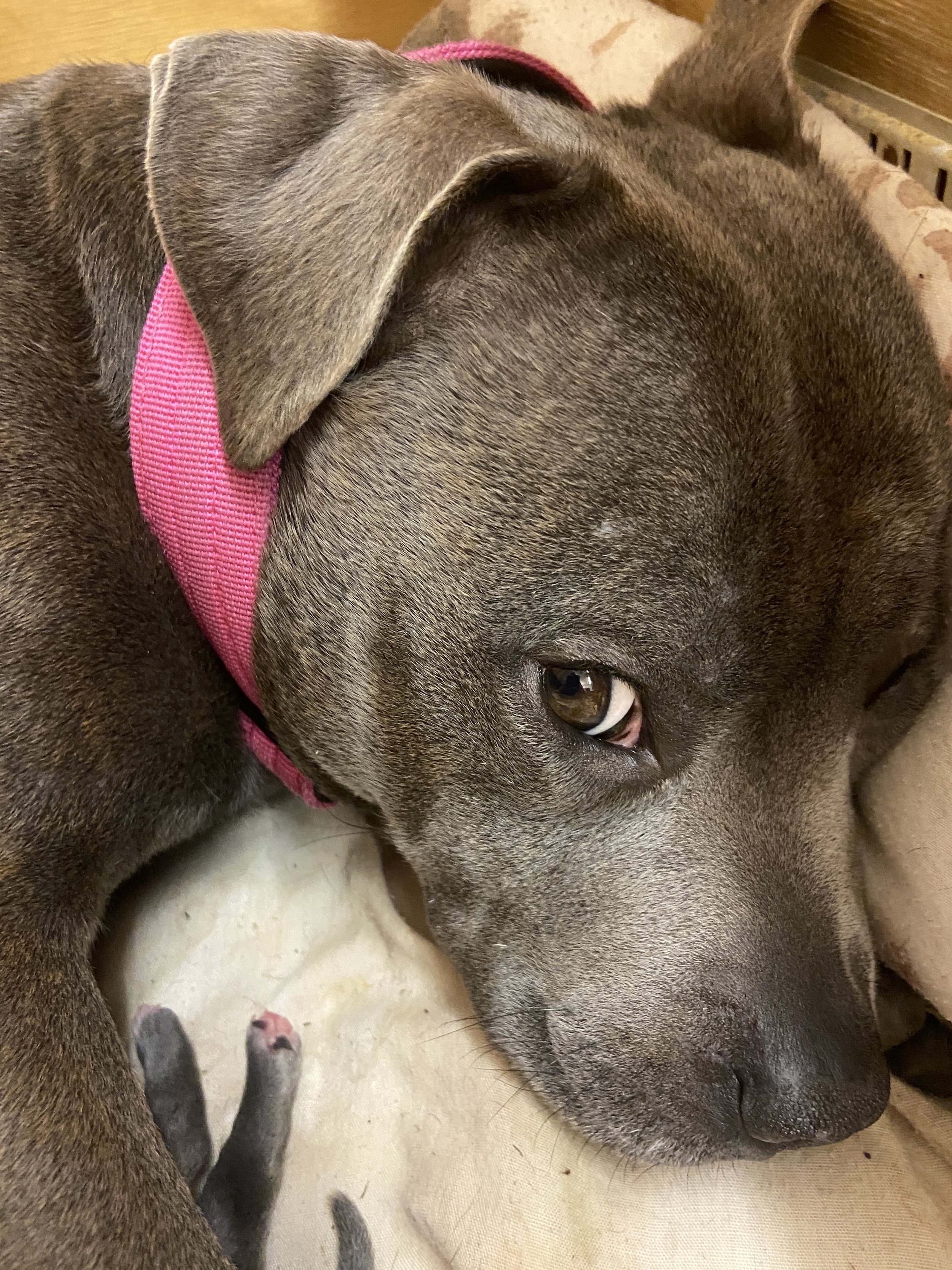 Willow keeping her puppies warm