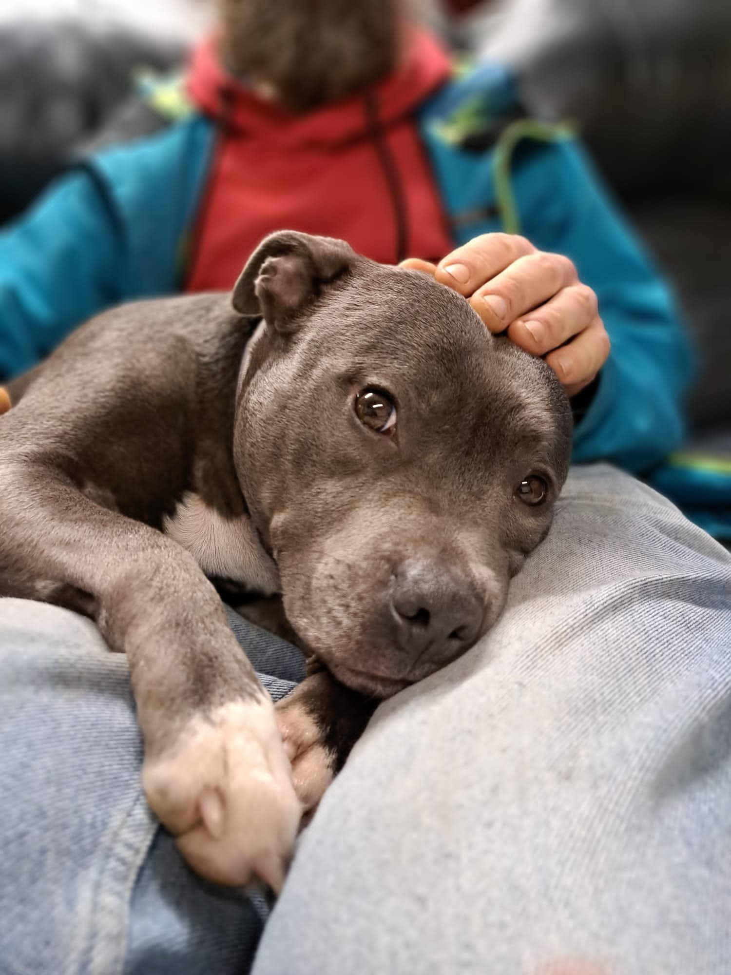 staffy eyes