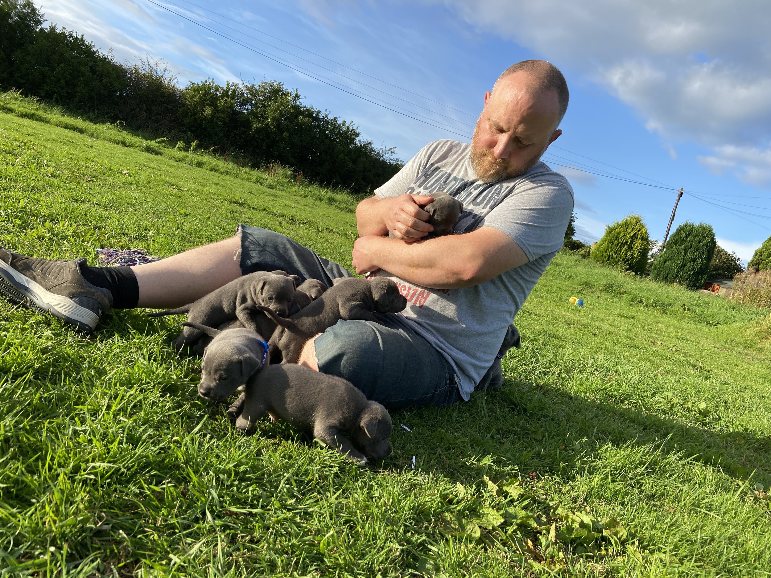 Alwyn getting staffie puppy cuddles