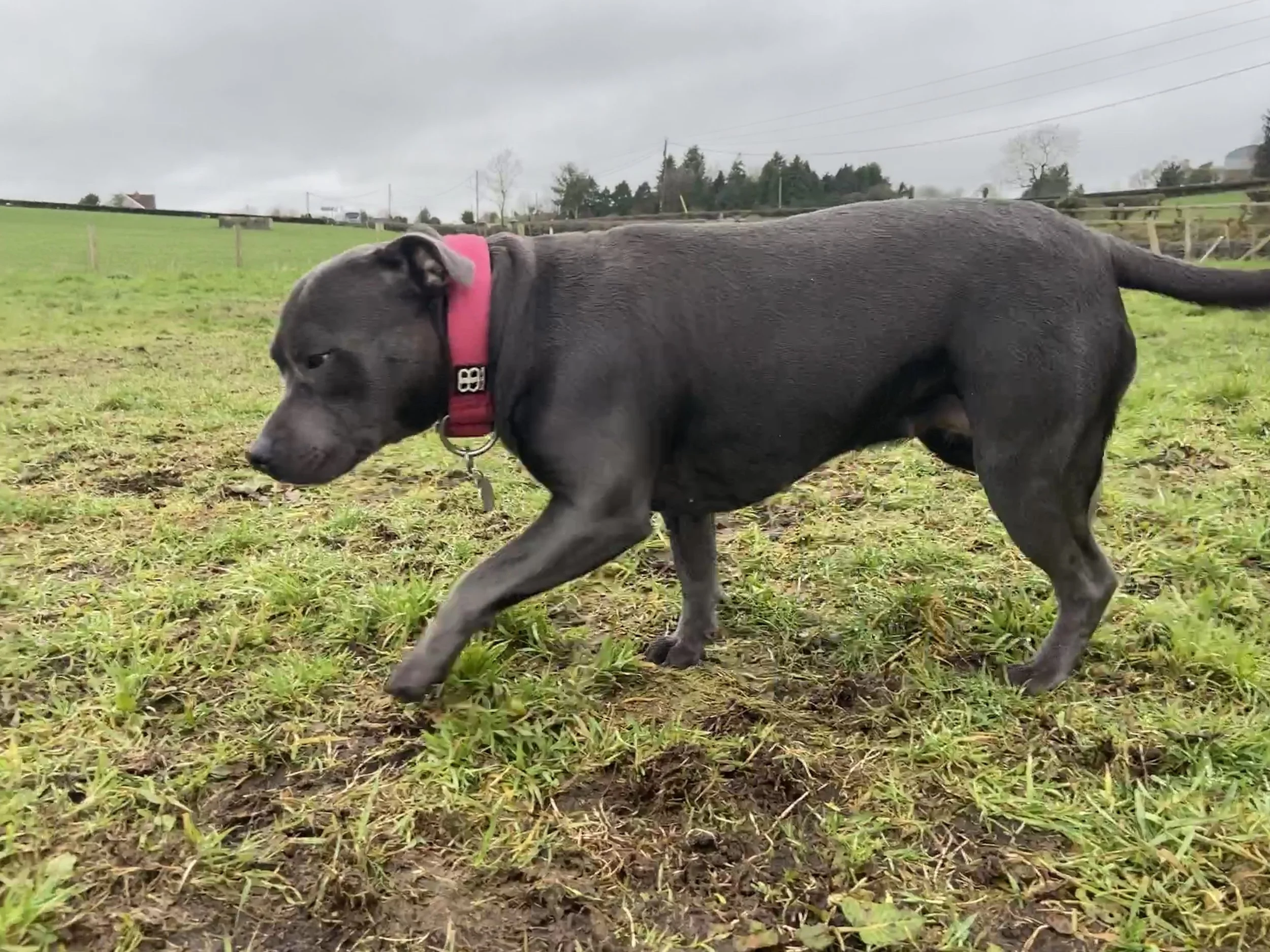 Ellie's dark blue coat