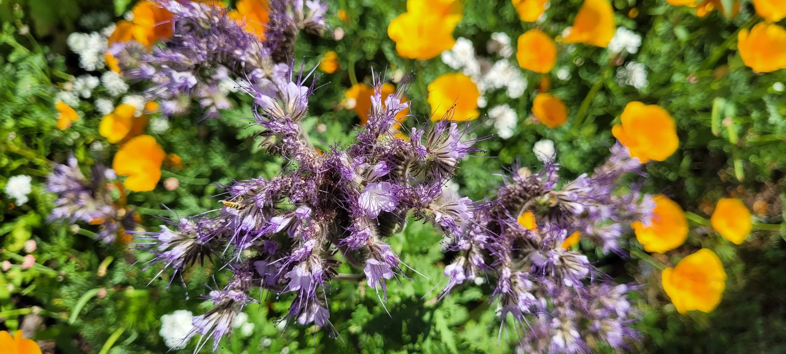 North Shore community gardens are bloomin’ everywhere