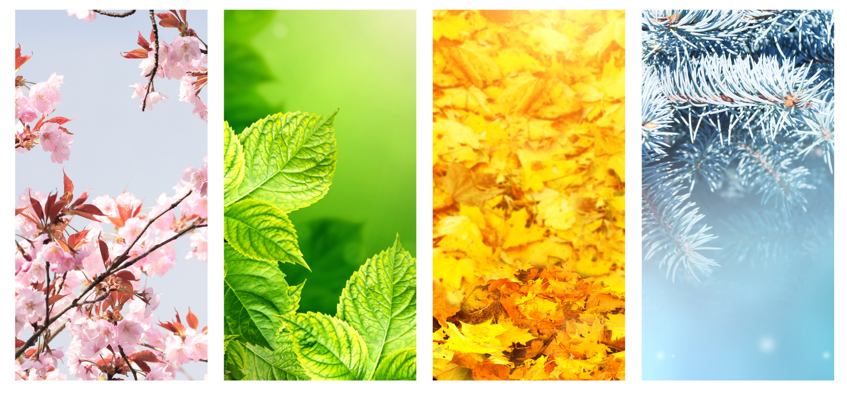 The Four Seasons of Knowledge Retention: A Strategic Framework for Business Leaders