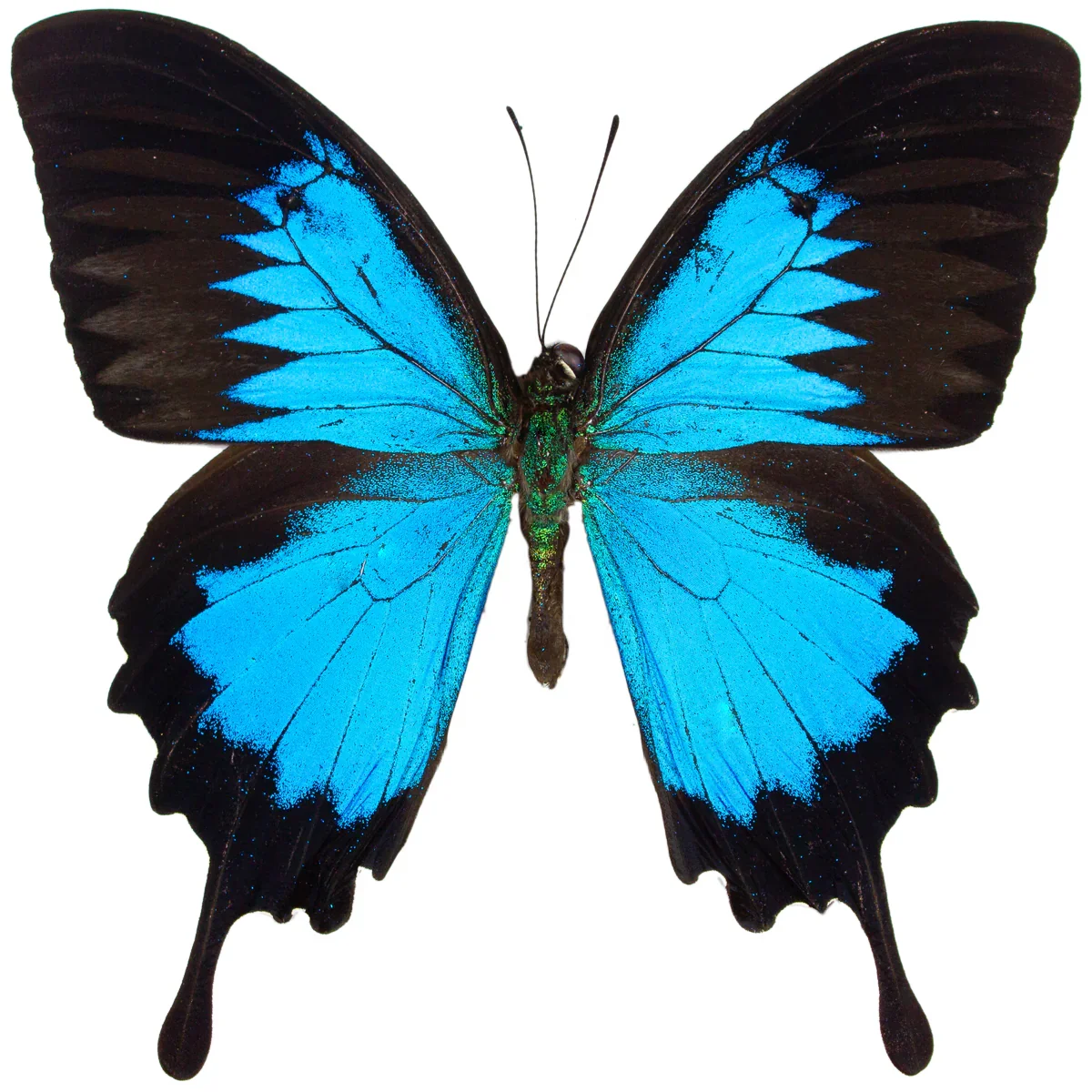 Papillio Ulysses 