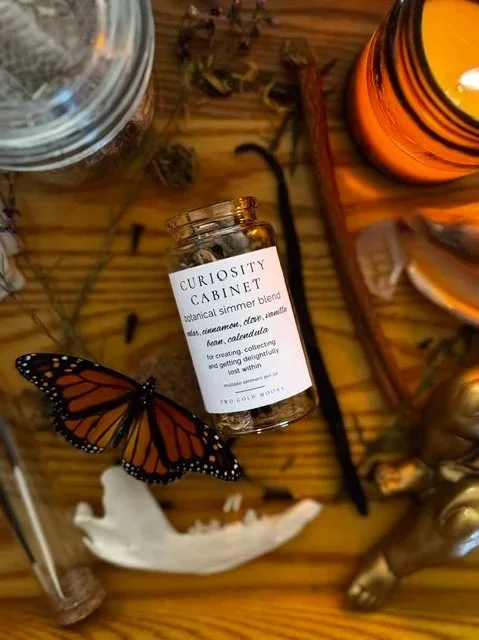simmer pot blend of herbs in a glass jar, preserved butterfly, opossum jaw bone, curated dried herbs, cinnamon, curiosity collection dried collection vile, porcupine quill, baroque cherub figurine