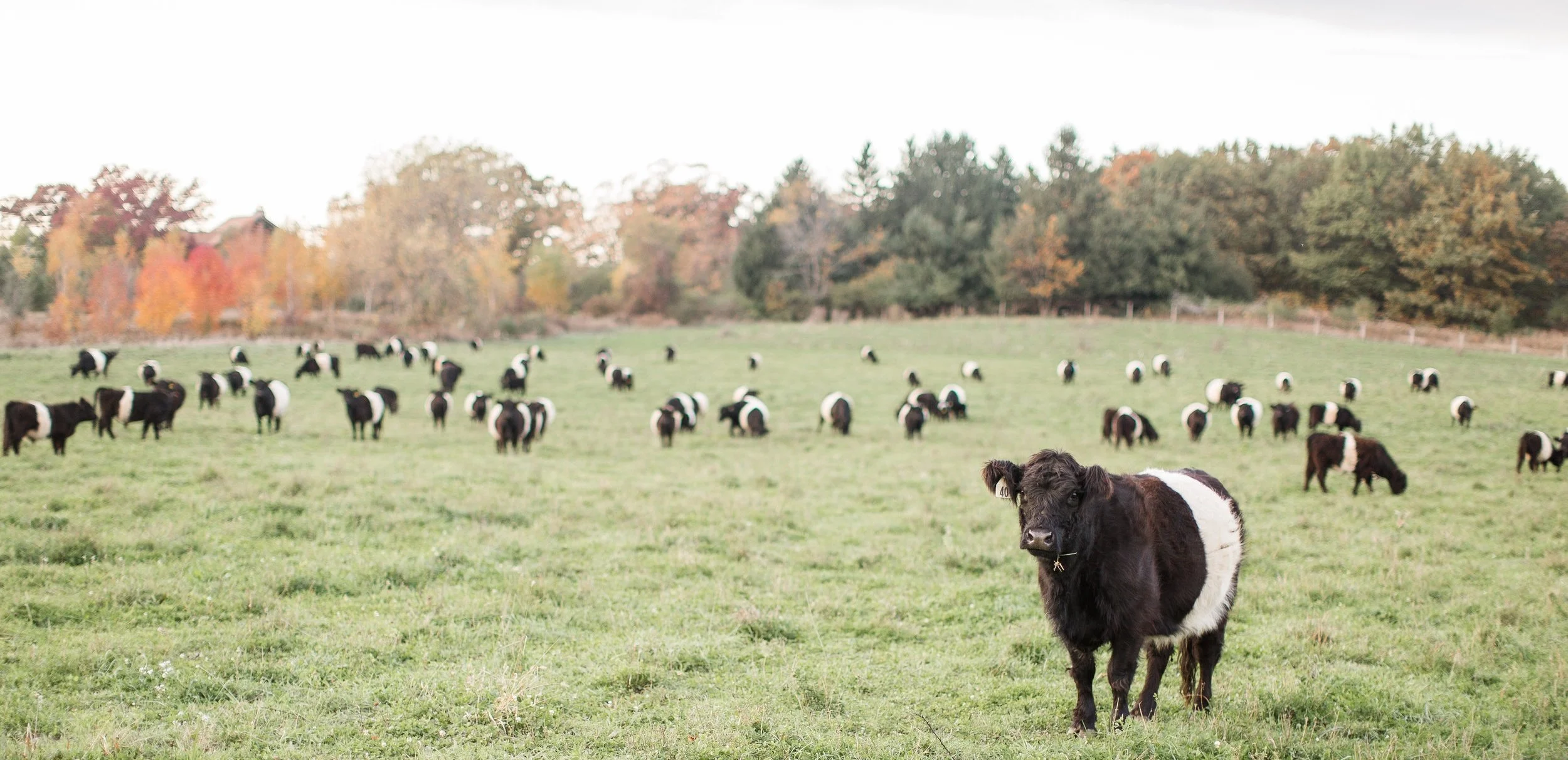 Alden Hills Organic Farms