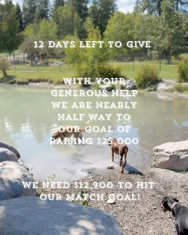 Help us hit our goal by September 12th! 🐾🦮🐕&zwj;🦺🐩🐕🐄 Huge thank you to the 65 people who have already given. WOW! That&rsquo;s a lot of love.