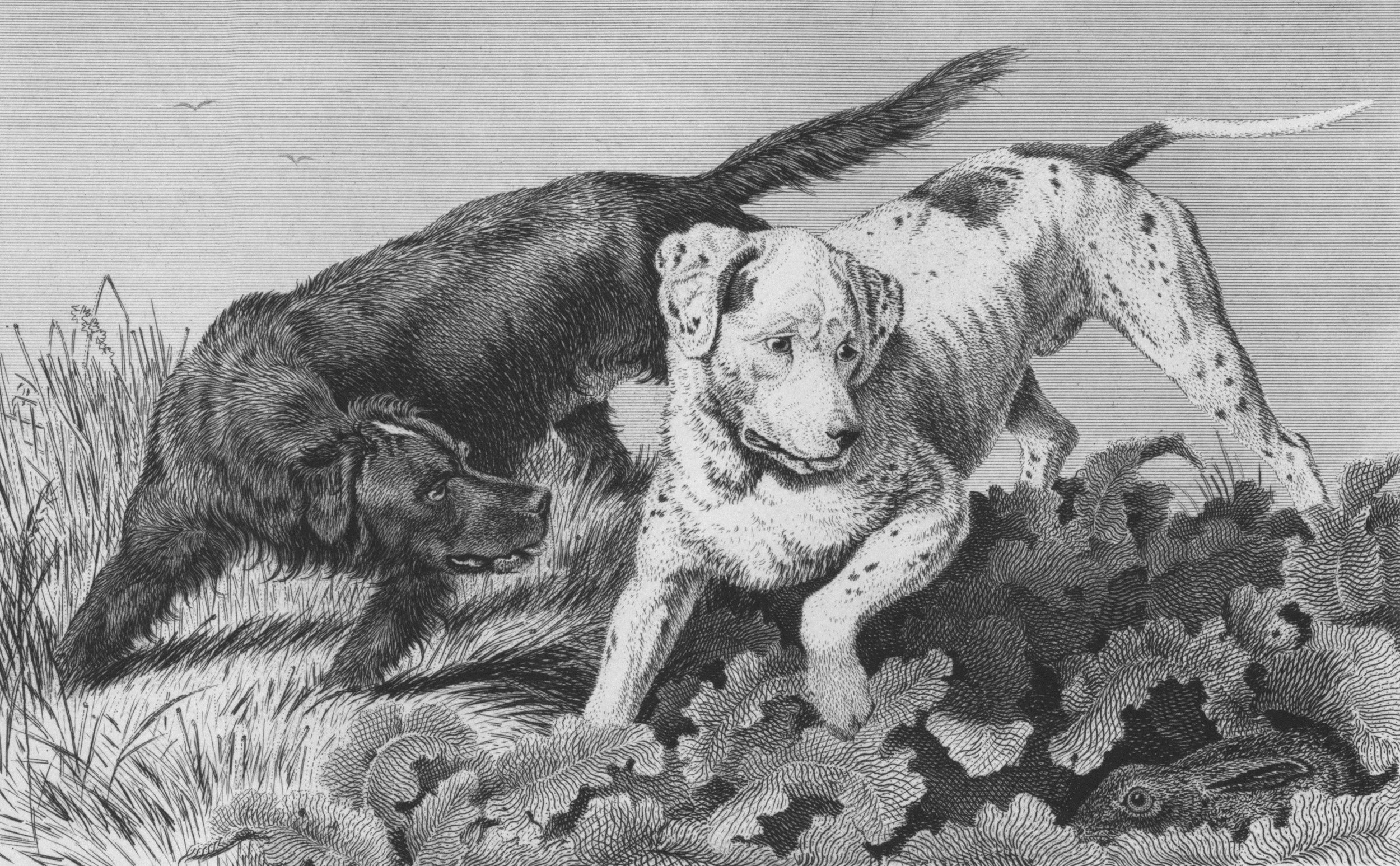 Magic 501: The Dogs of ‘Because’