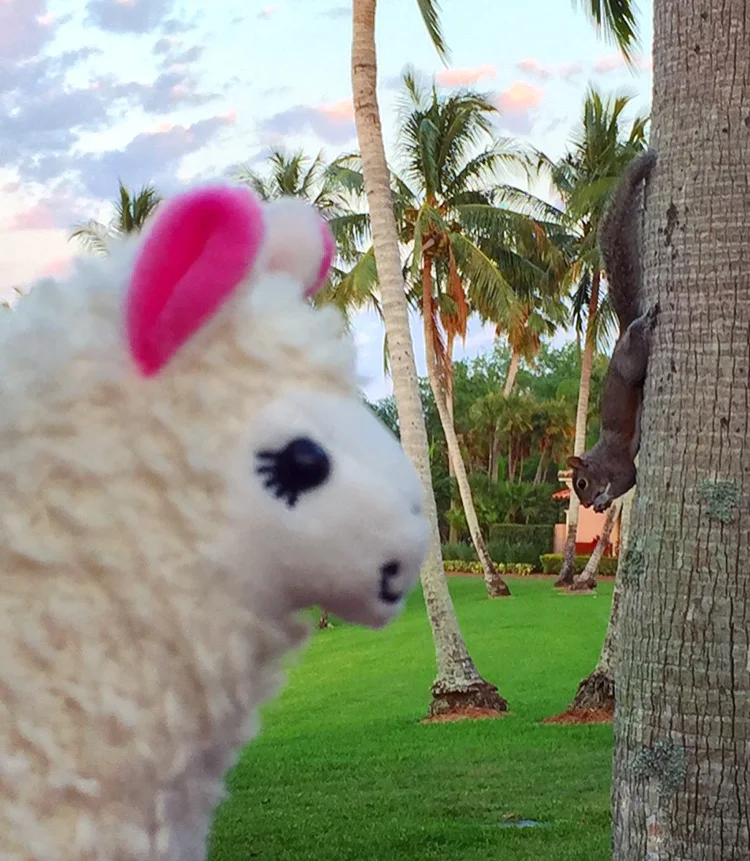 llamawithnodrama-squirrel-palmbeach.JPG