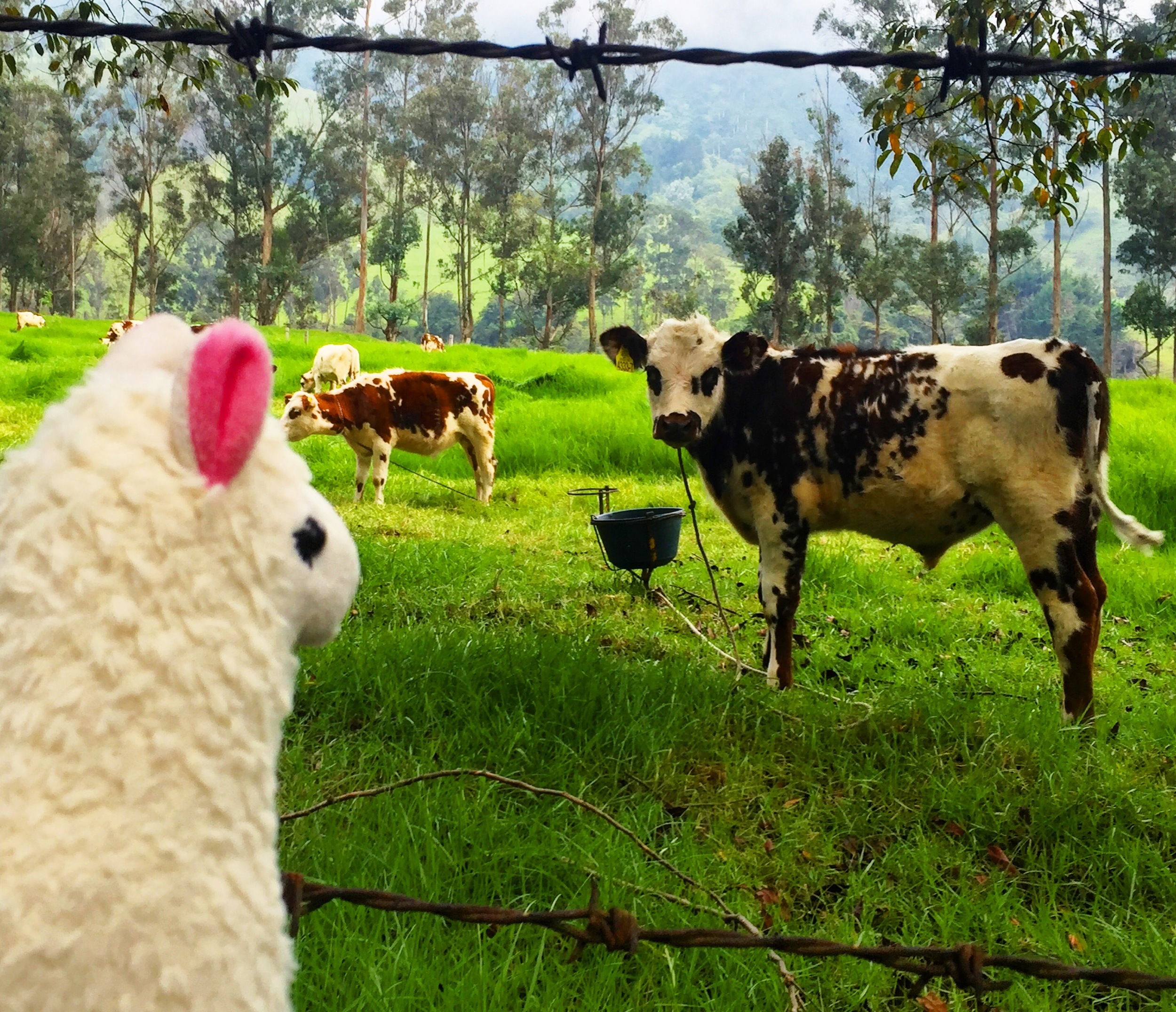 llamawithnodrama-salento-colombia.JPG